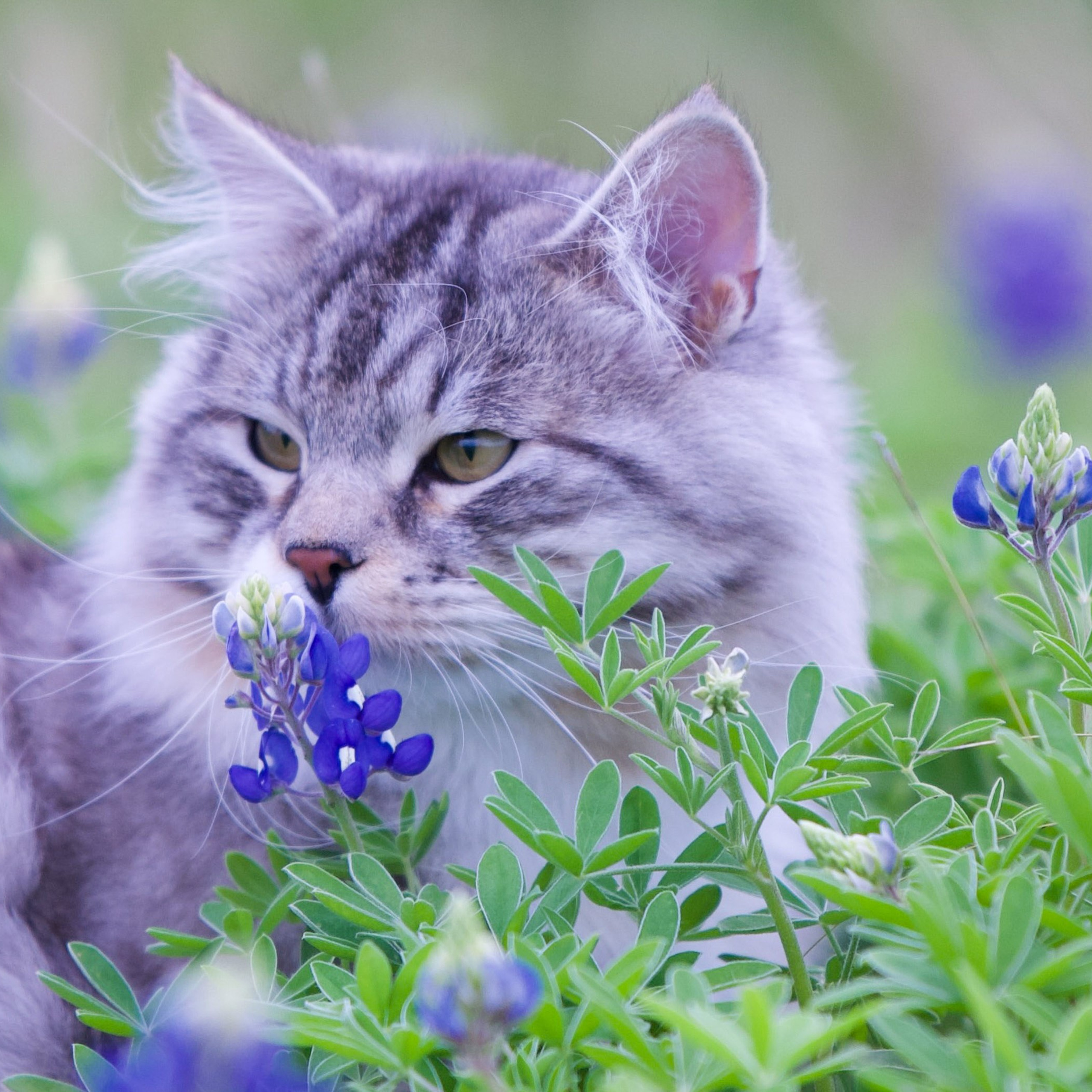 Astera Kasyan | Photo Album of Siberian Male Cat. Astera Siberians |Hypoallergenic Kittens