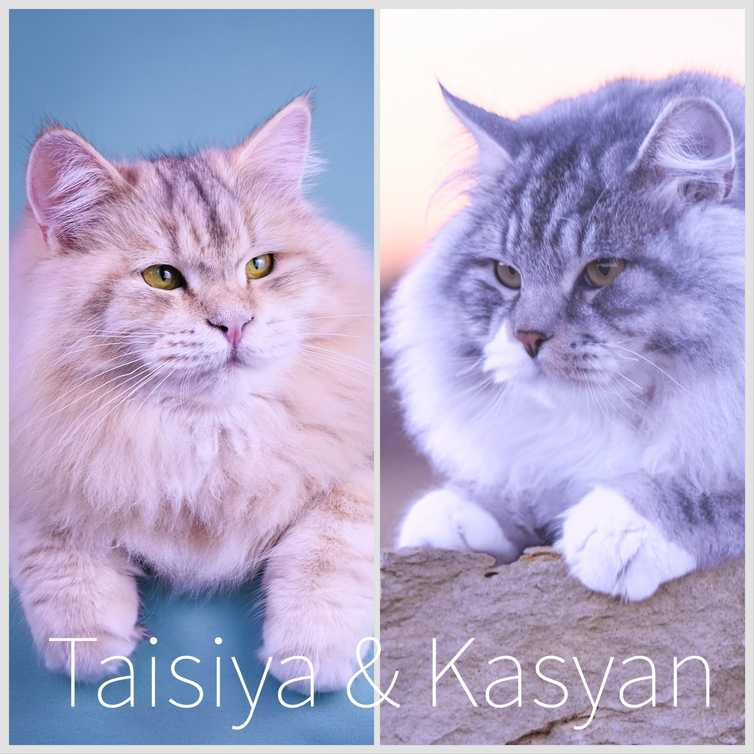 Astera Cattery News | Updates from Our TICA-registerd traditional Siberian Cat Breeder in Texas. Astera Siberians |Hypoallergenic Kittens
