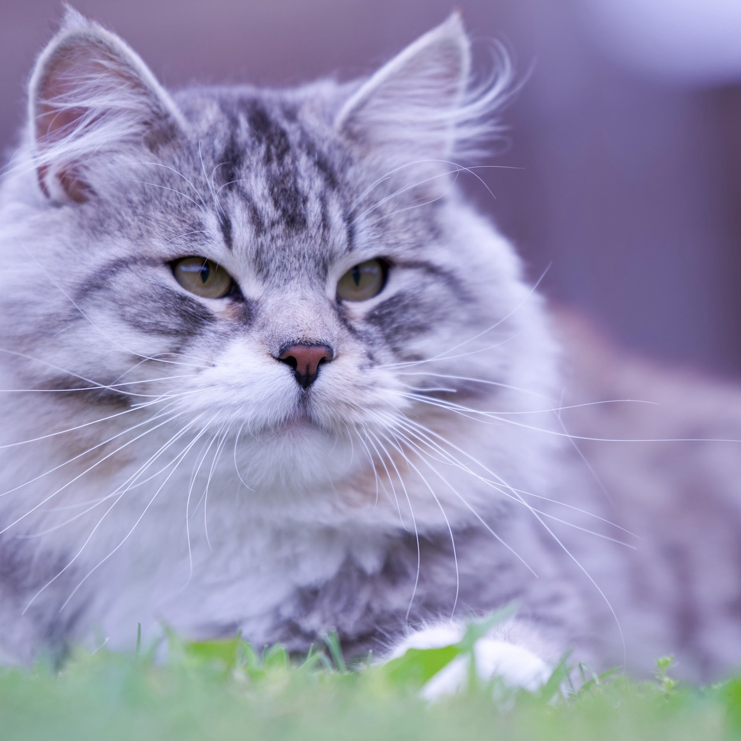 Astera Kasyan | Photo Album of Siberian Male Cat. Astera Siberians |Hypoallergenic Kittens