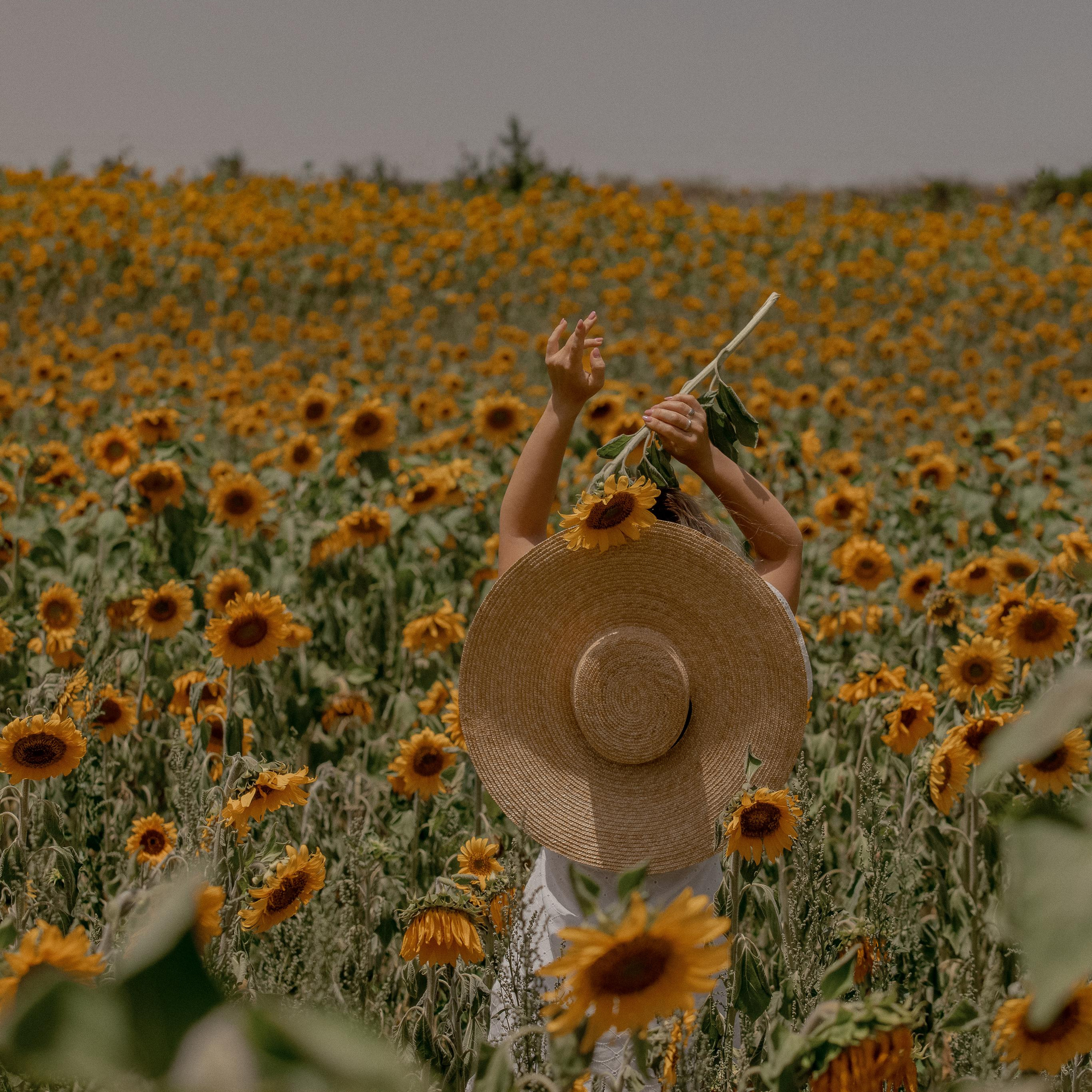 подсолнуховое поле в Турции. Подсолнухи. Цветение в Турции. Что цветет в Турции.