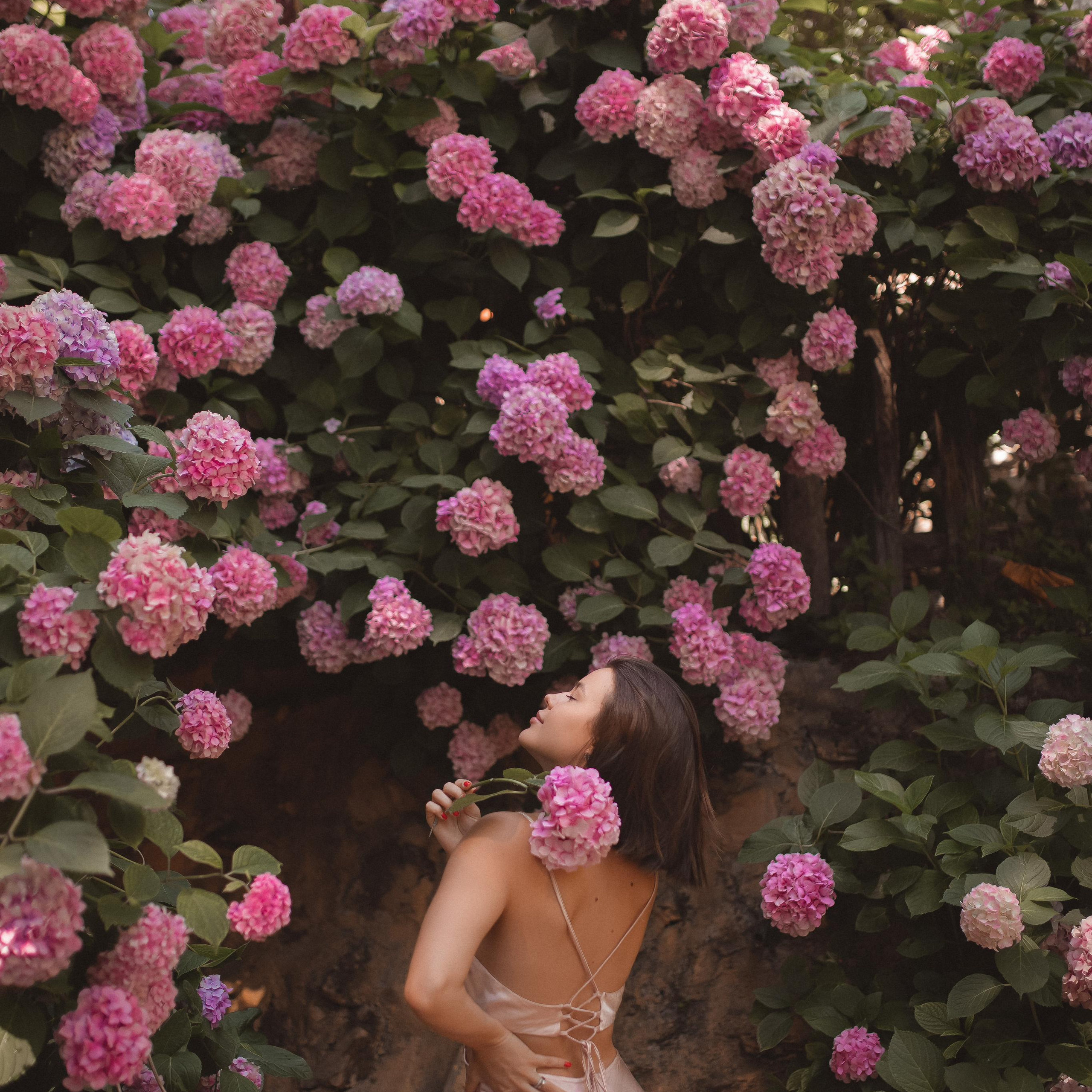 Цветение гортензии в Турции.Цветение Гортензии. Фотограф в Анталии. Фотограф в Турции. Фотограф в Белеке. Фотограф в Алании. Фотограф Аланья. Фотограф Анталья. Фотограф Белек. Фотограф Турция. Фотограф Каш. Фотограф Бодрум. Свадебнвй фотограф в Турции. Организатор свадеб в Турции . Оранизатор свадеб в Алании. Организатор свадеб в Анталии. Что цветет в Турции. Что цветет на анталийском побережье. Что цветет в июле.