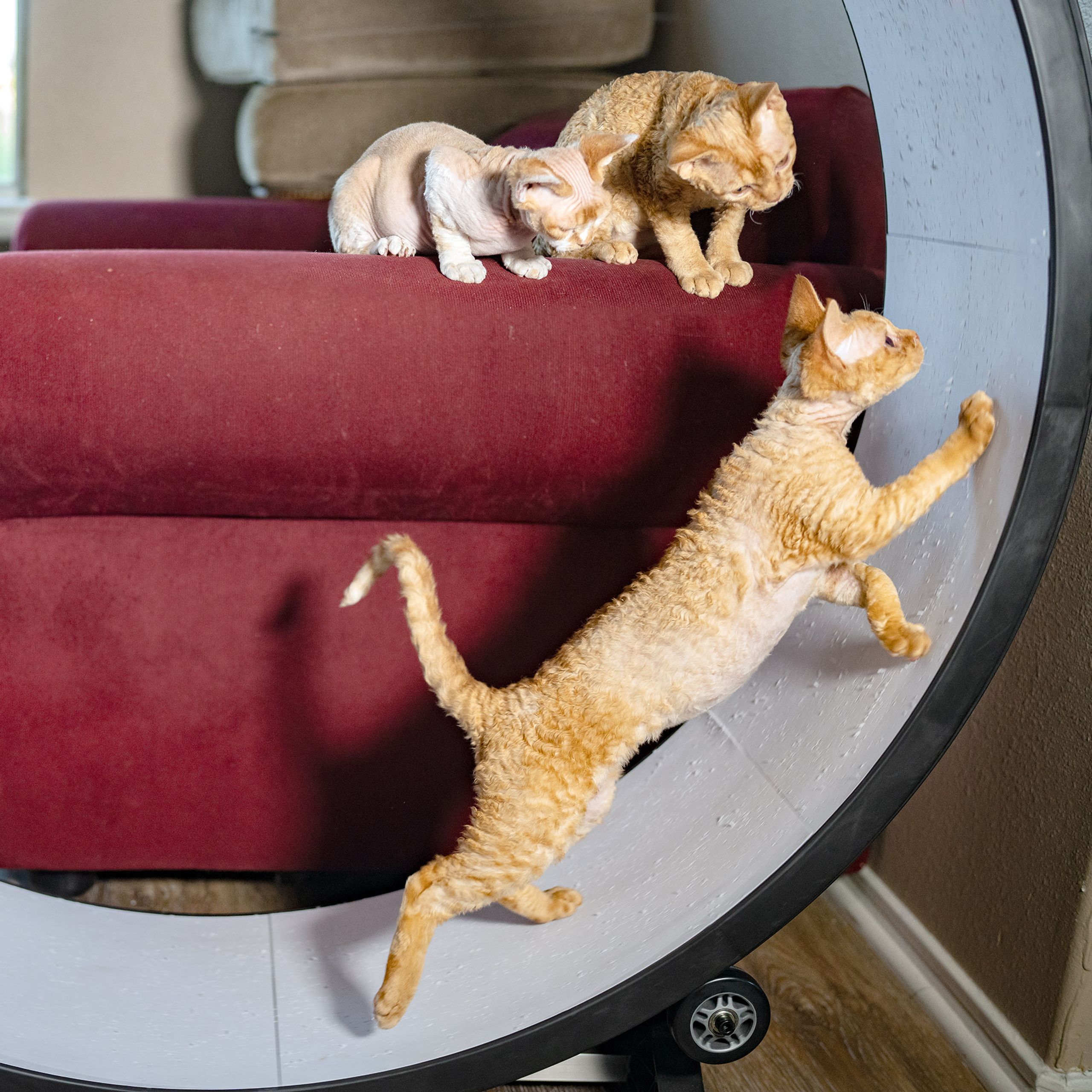 Herbert, Boy, born on 02.01.23, SOLD. Devon Rex Pixie Cattery