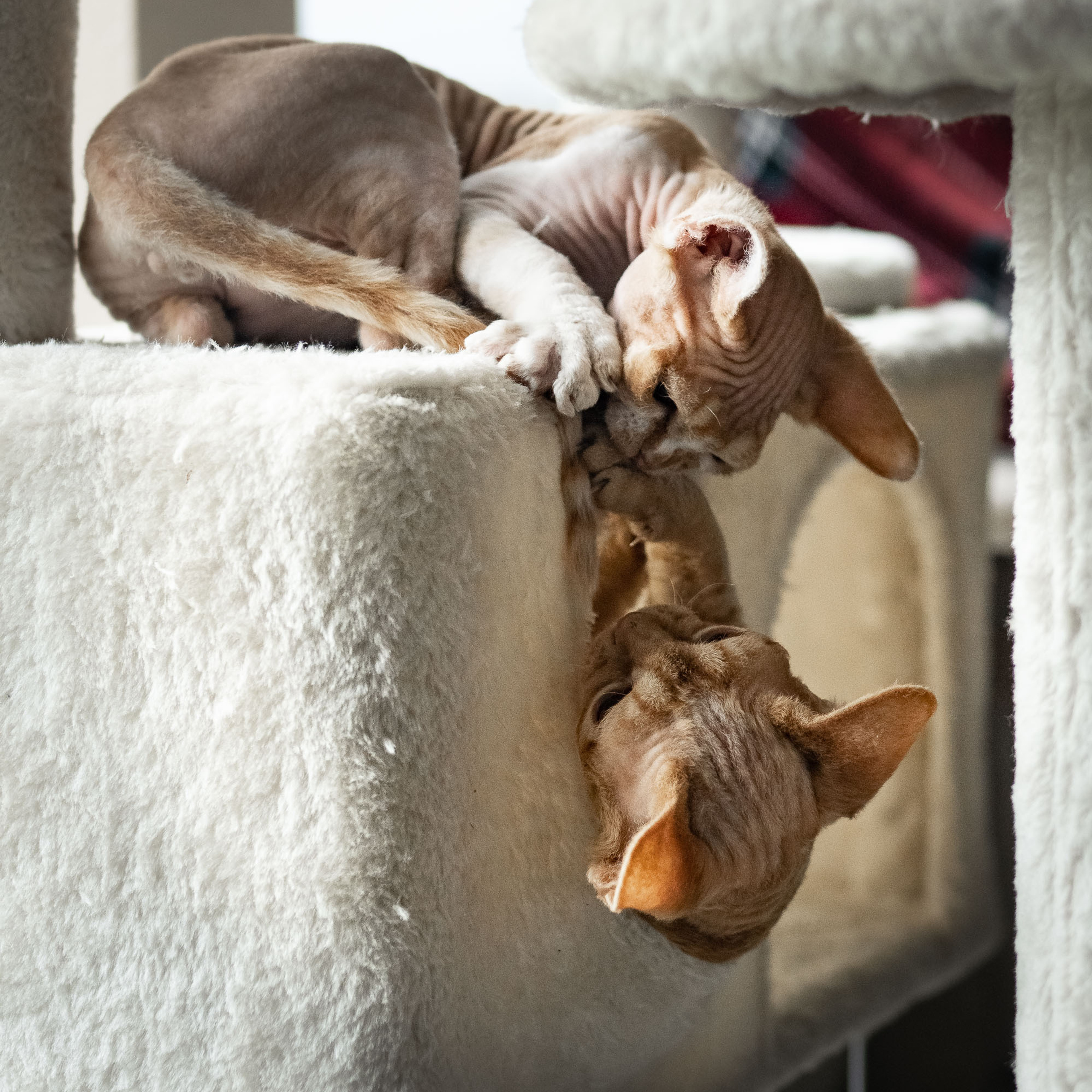 Homer, Boy, born on 02.01.23, SOLD. Devon Rex Pixie Cattery