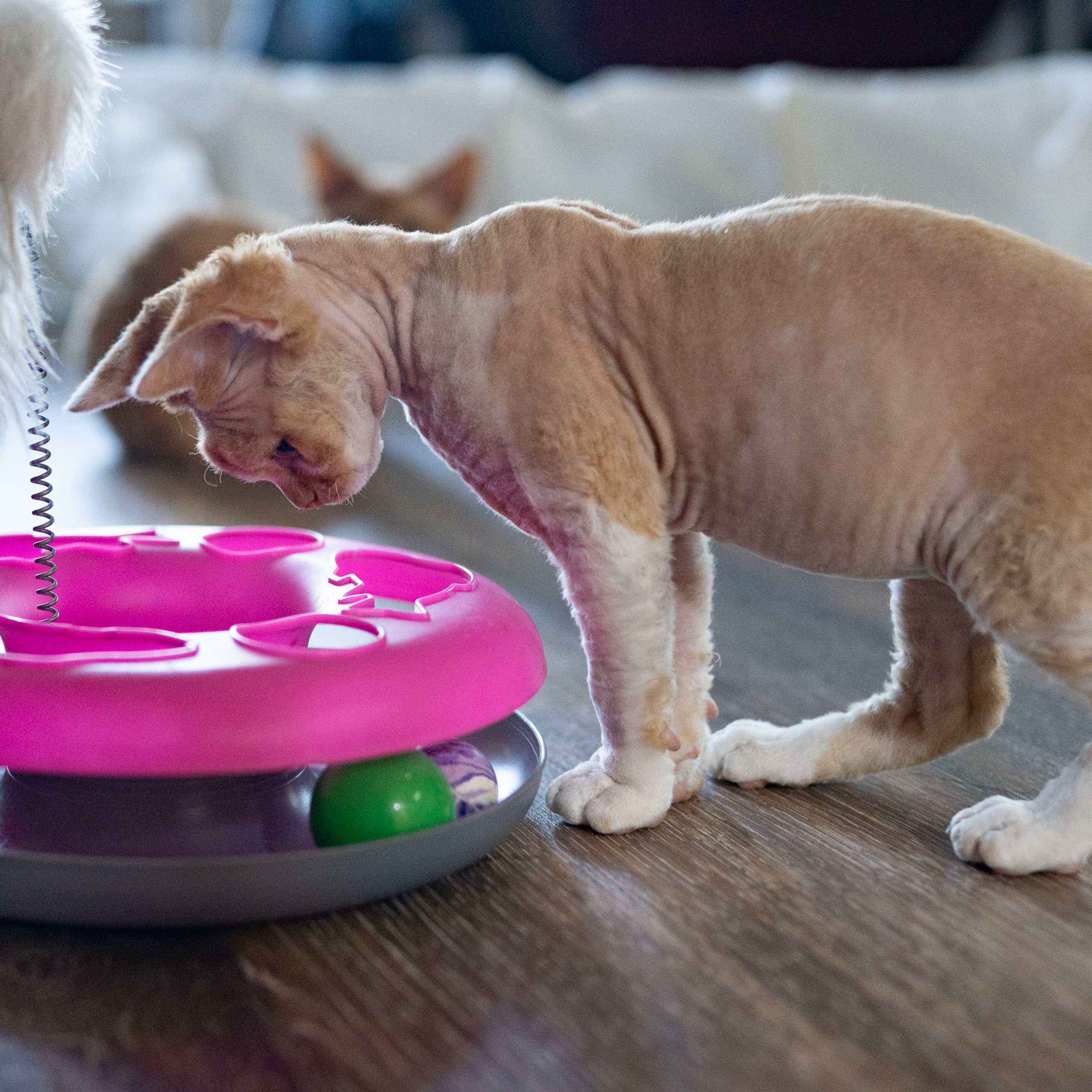 Homer, Boy, born on 02.01.23, SOLD. Devon Rex Pixie Cattery
