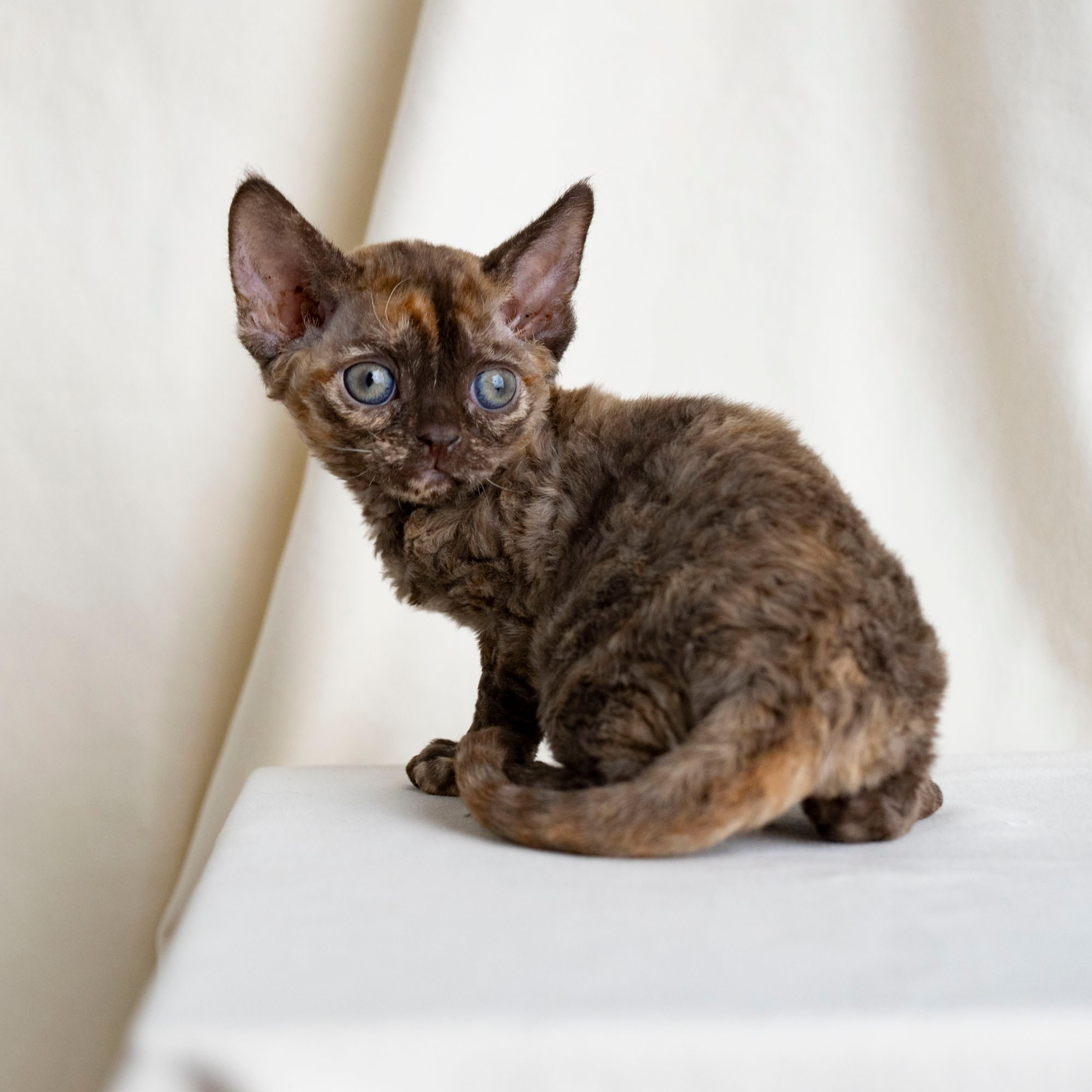 Cleo, girl, born on 11.23.23, SOLD