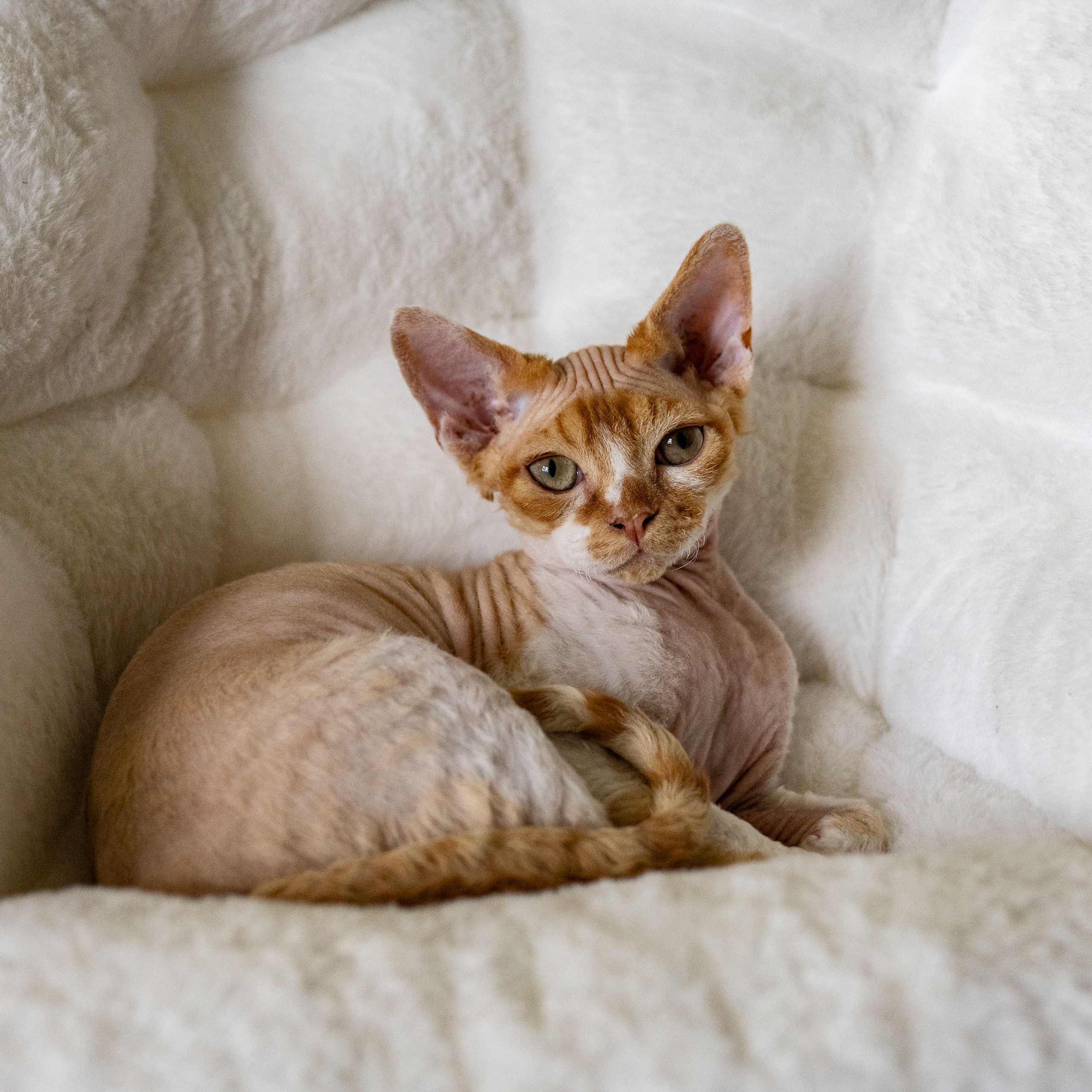 Homer, Boy, born on 02.01.23, SOLD. Devon Rex Pixie Cattery