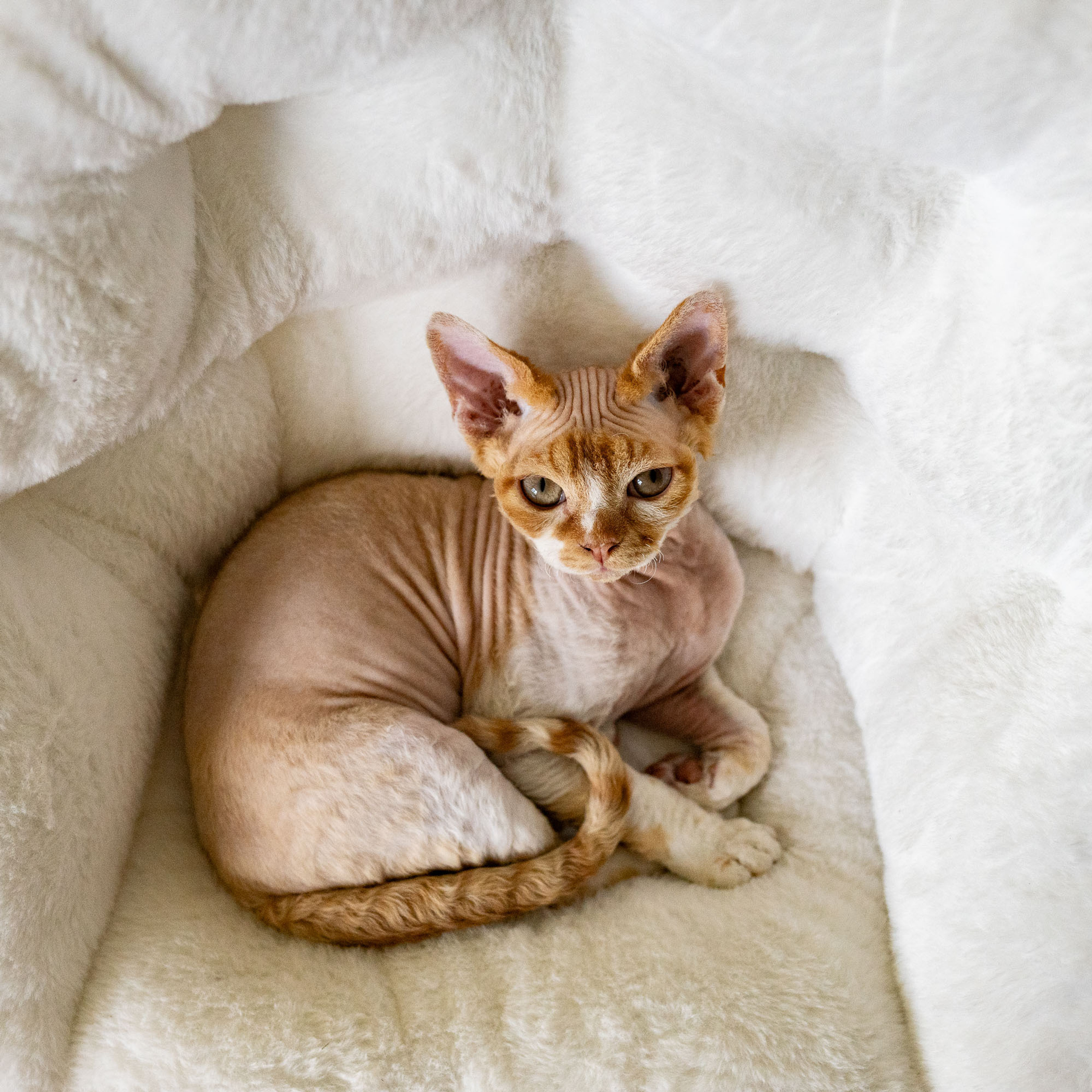 Homer, Boy, born on 02.01.23, SOLD. Devon Rex Pixie Cattery