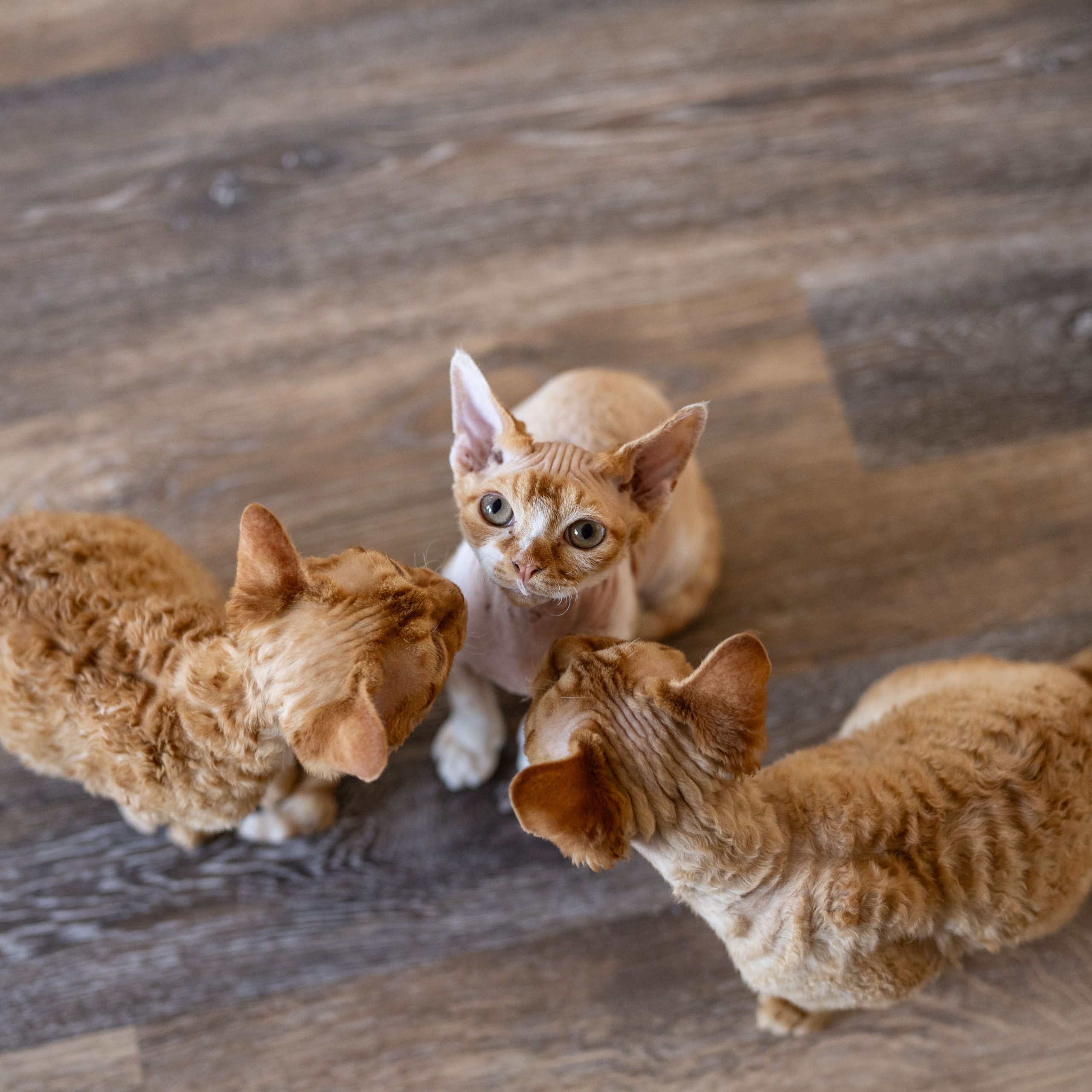 Homer, Boy, born on 02.01.23, SOLD. Devon Rex Pixie Cattery