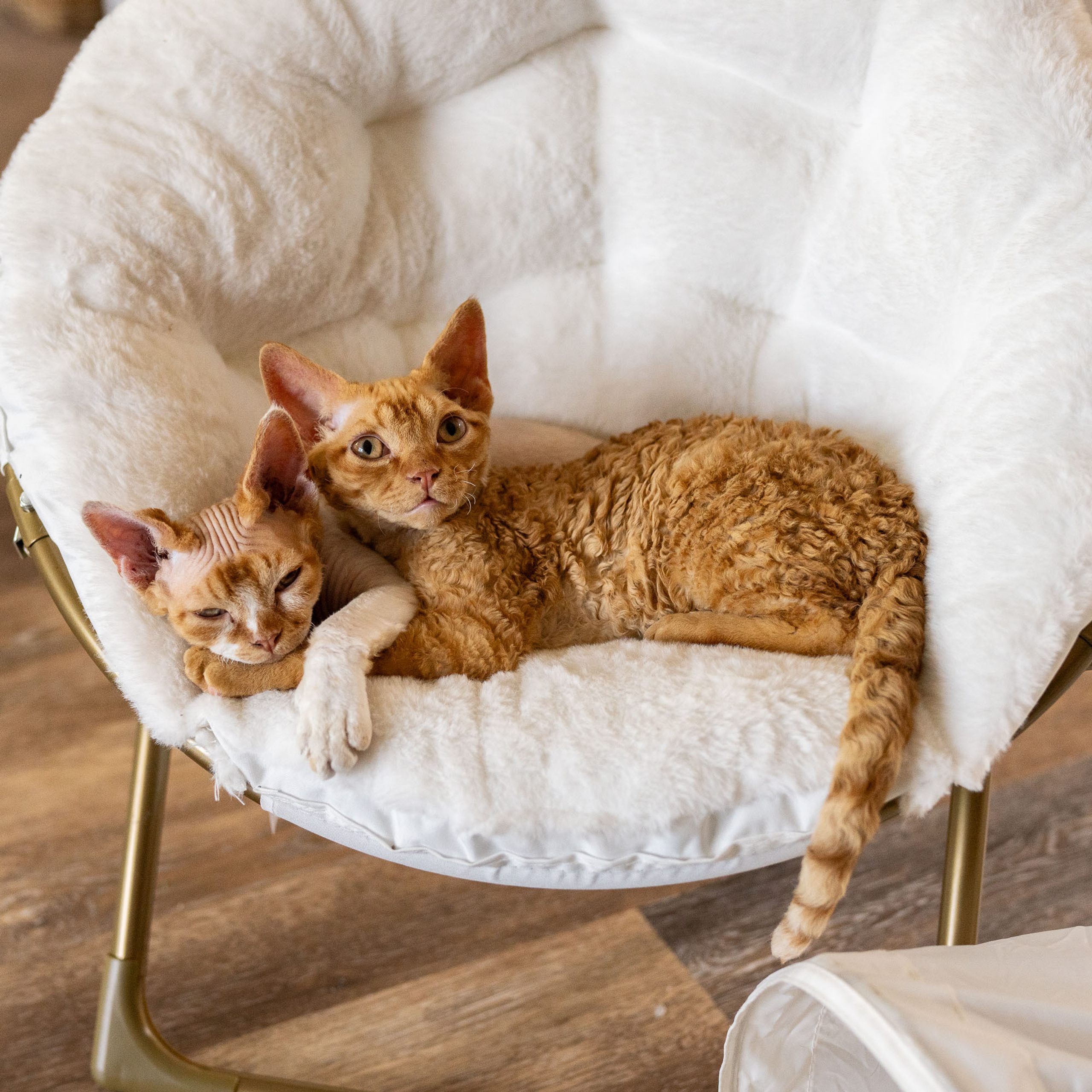 Homer, Boy, born on 02.01.23, SOLD. Devon Rex Pixie Cattery