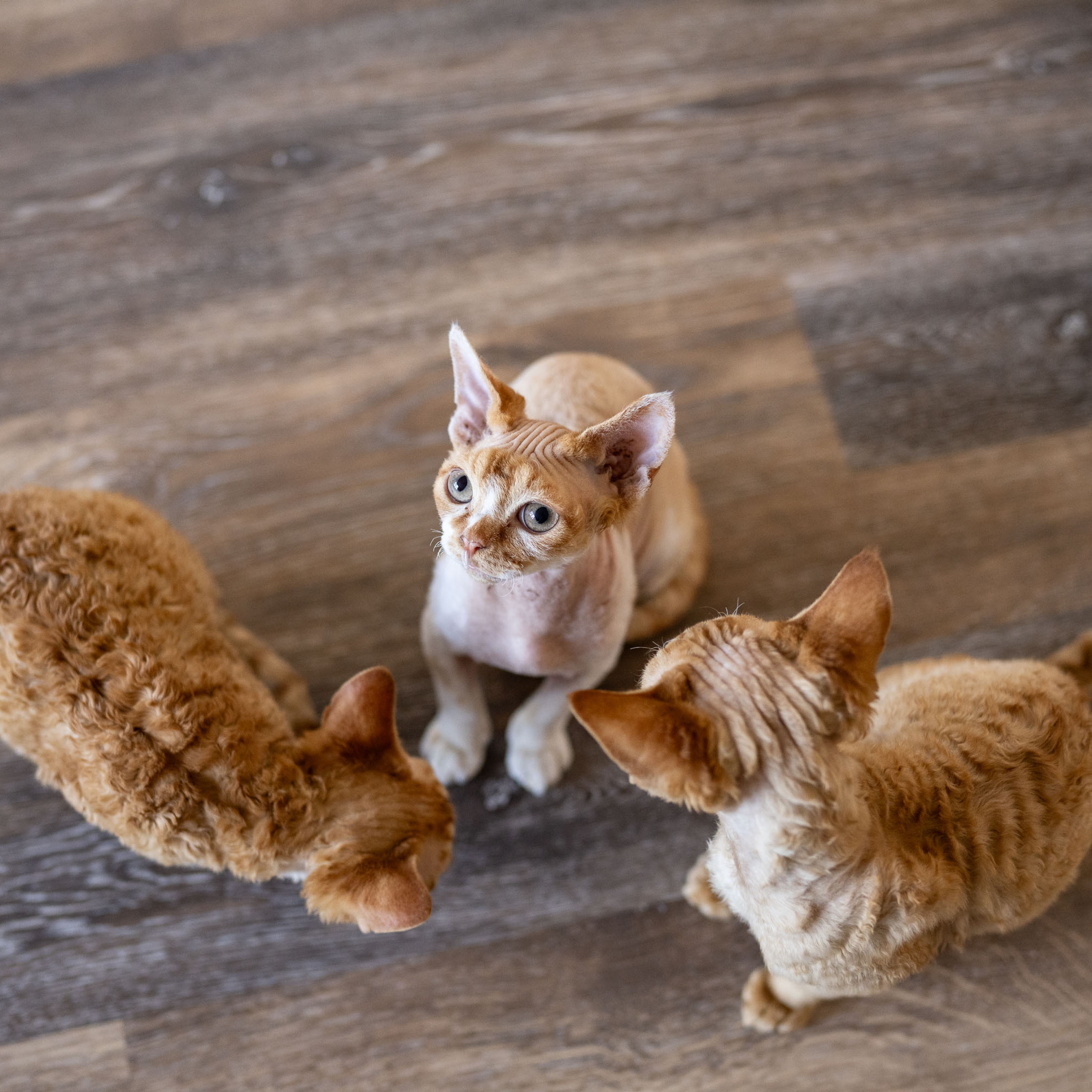 Homer, Boy, born on 02.01.23, SOLD. Devon Rex Pixie Cattery