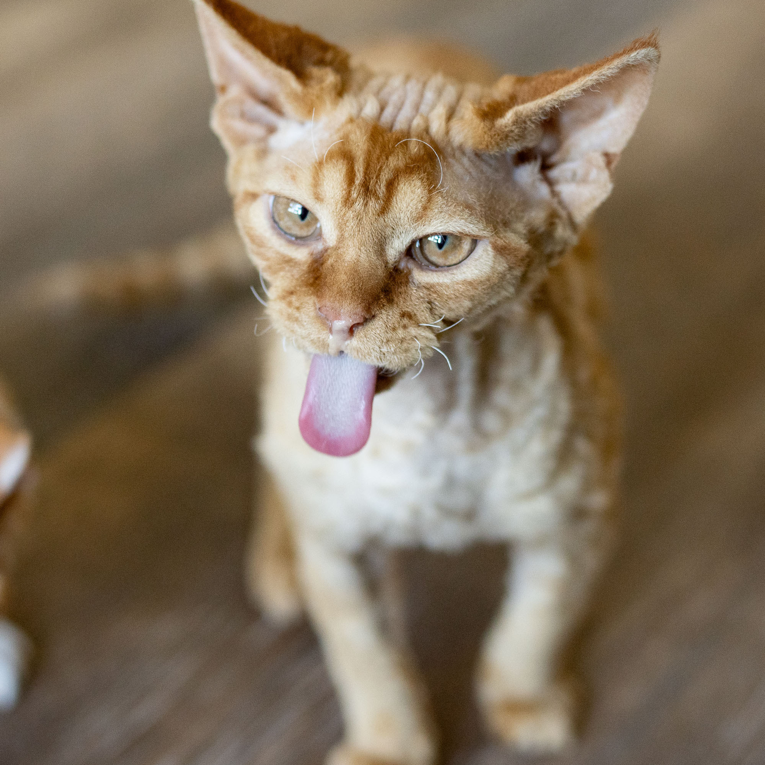 Herbert, Boy, born on 02.01.23, SOLD. Devon Rex Pixie Cattery