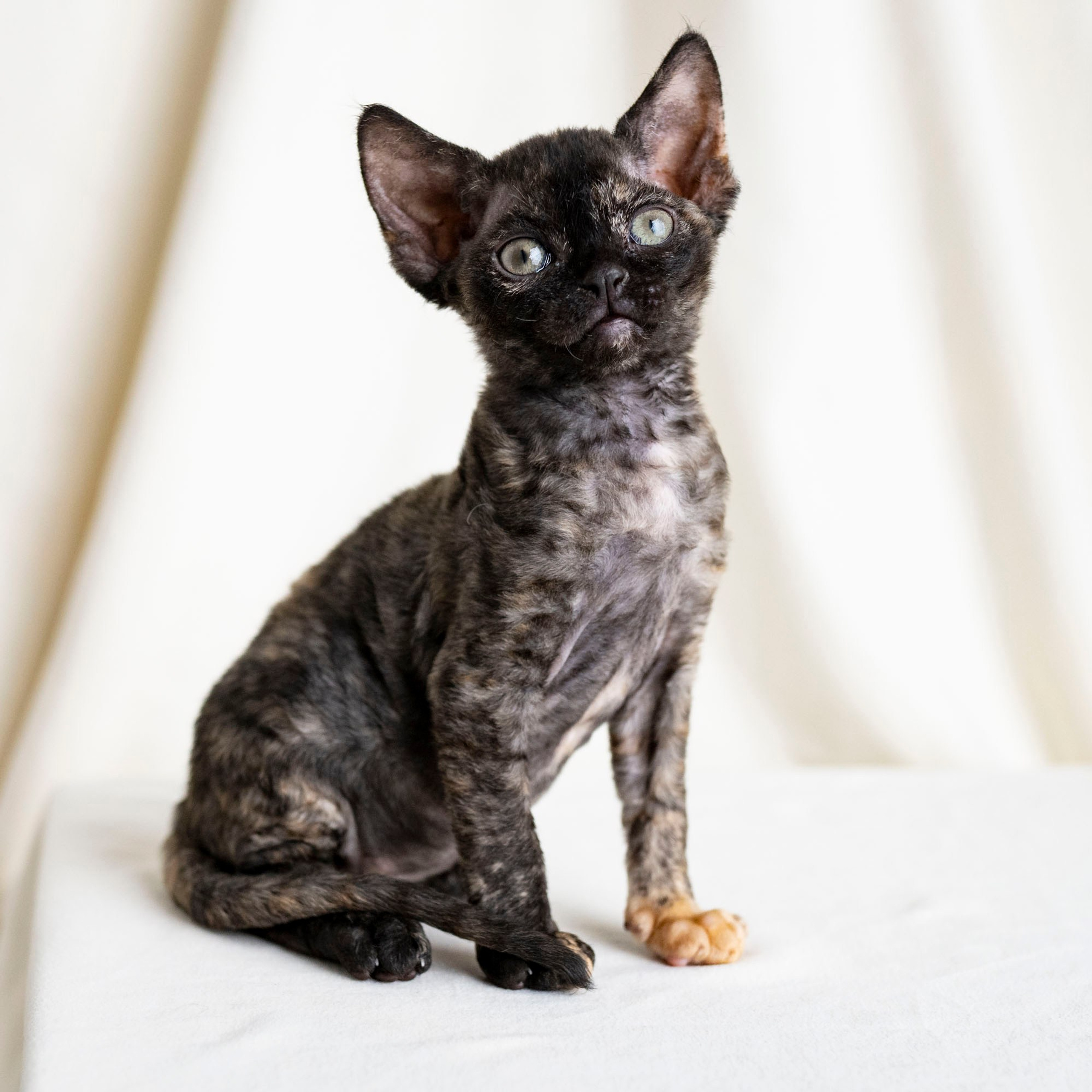 Coco, girl, born on 11.23.23, SOLD