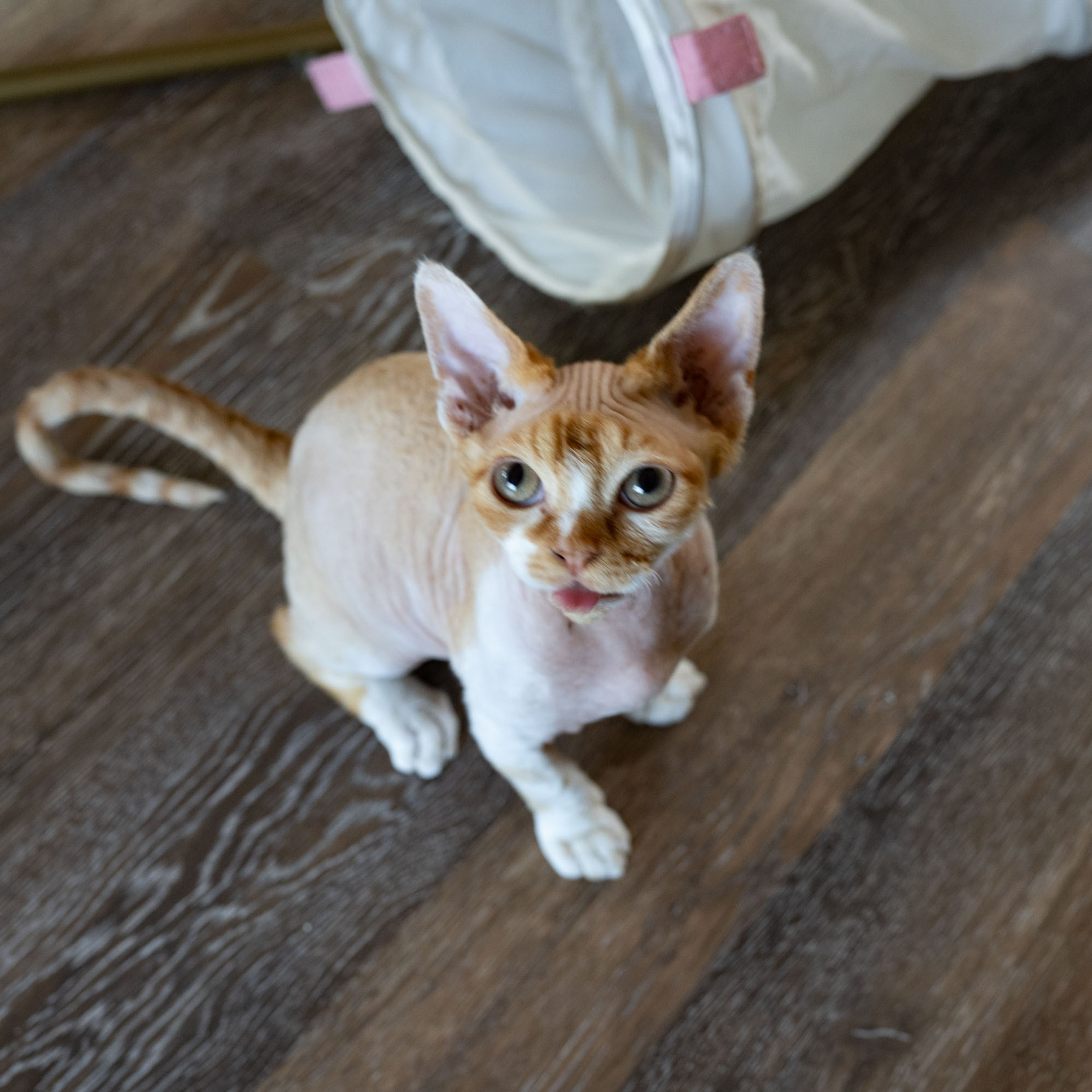 Homer, Boy, born on 02.01.23, SOLD. Devon Rex Pixie Cattery