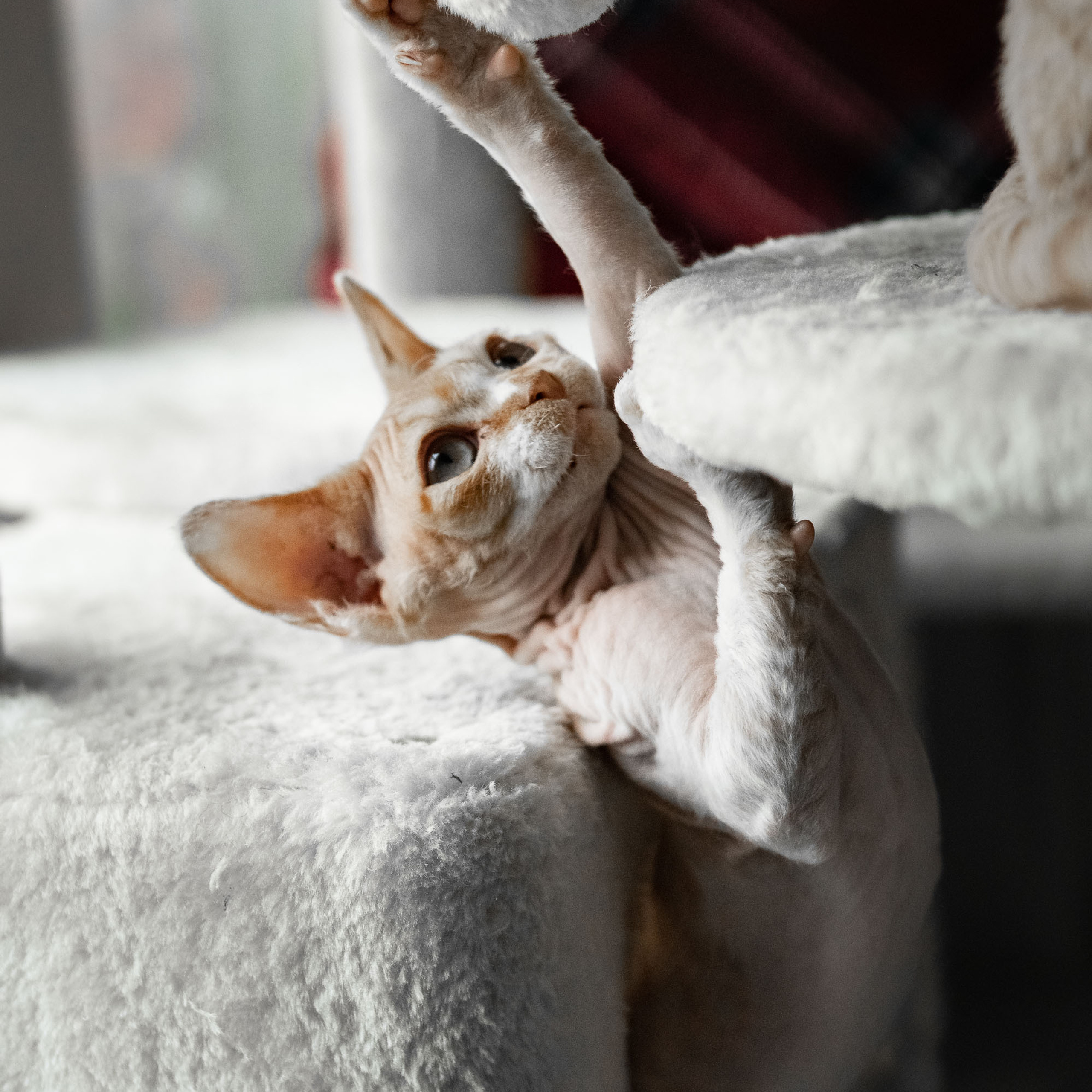 Homer, Boy, born on 02.01.23, SOLD. Devon Rex Pixie Cattery