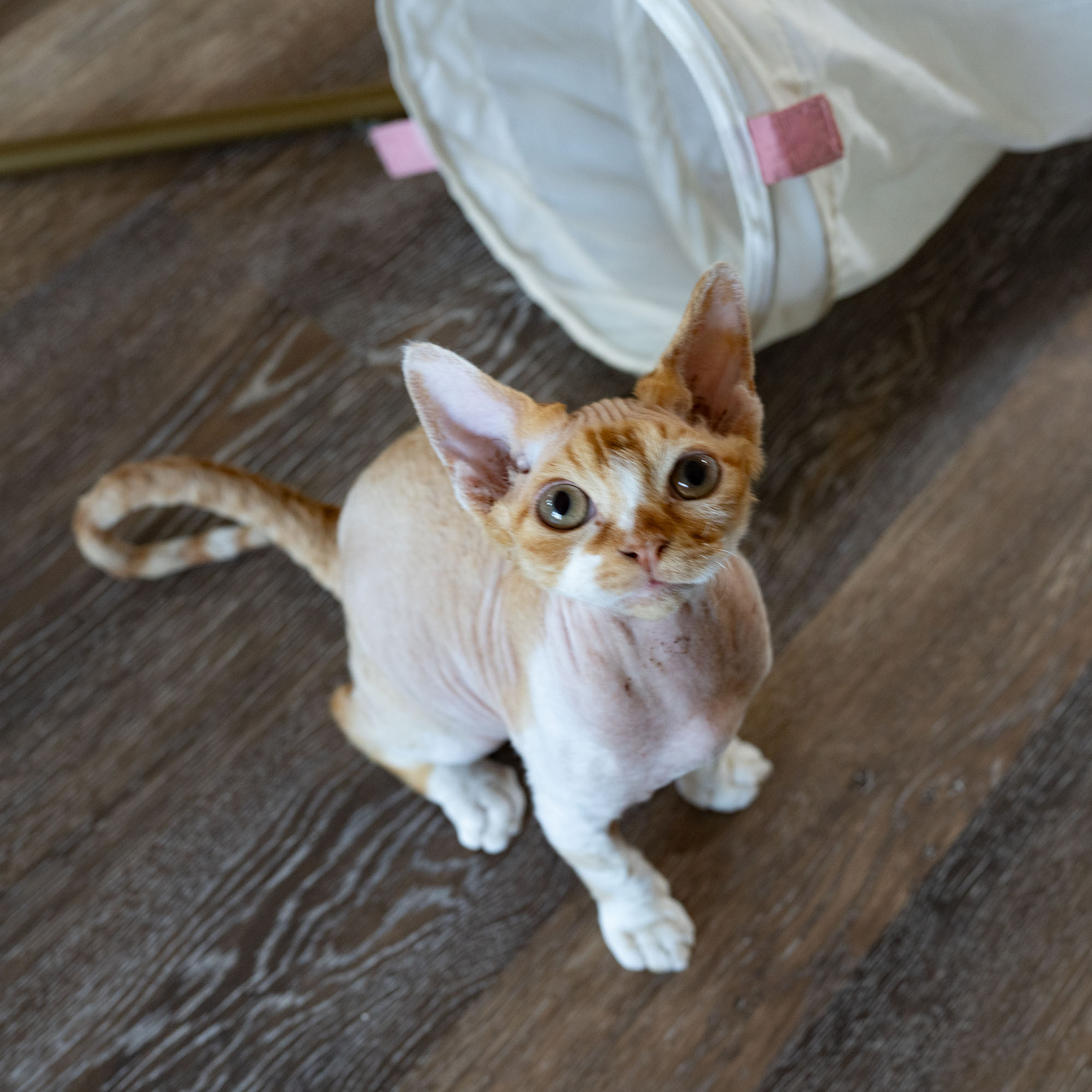 Homer, Boy, born on 02.01.23, SOLD. Devon Rex Pixie Cattery