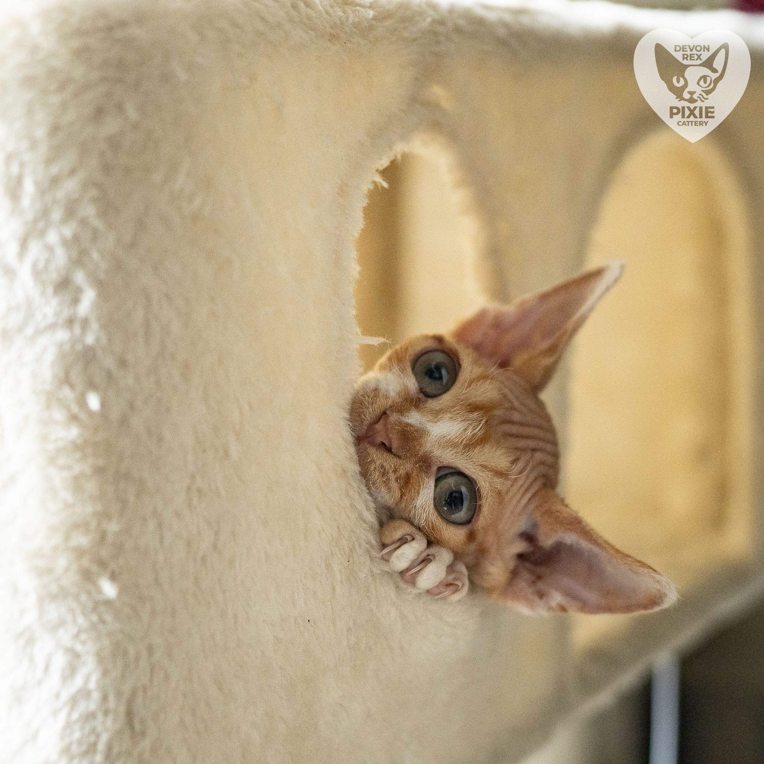 Homer, Boy, born on 02.01.23, SOLD. Devon Rex Pixie Cattery