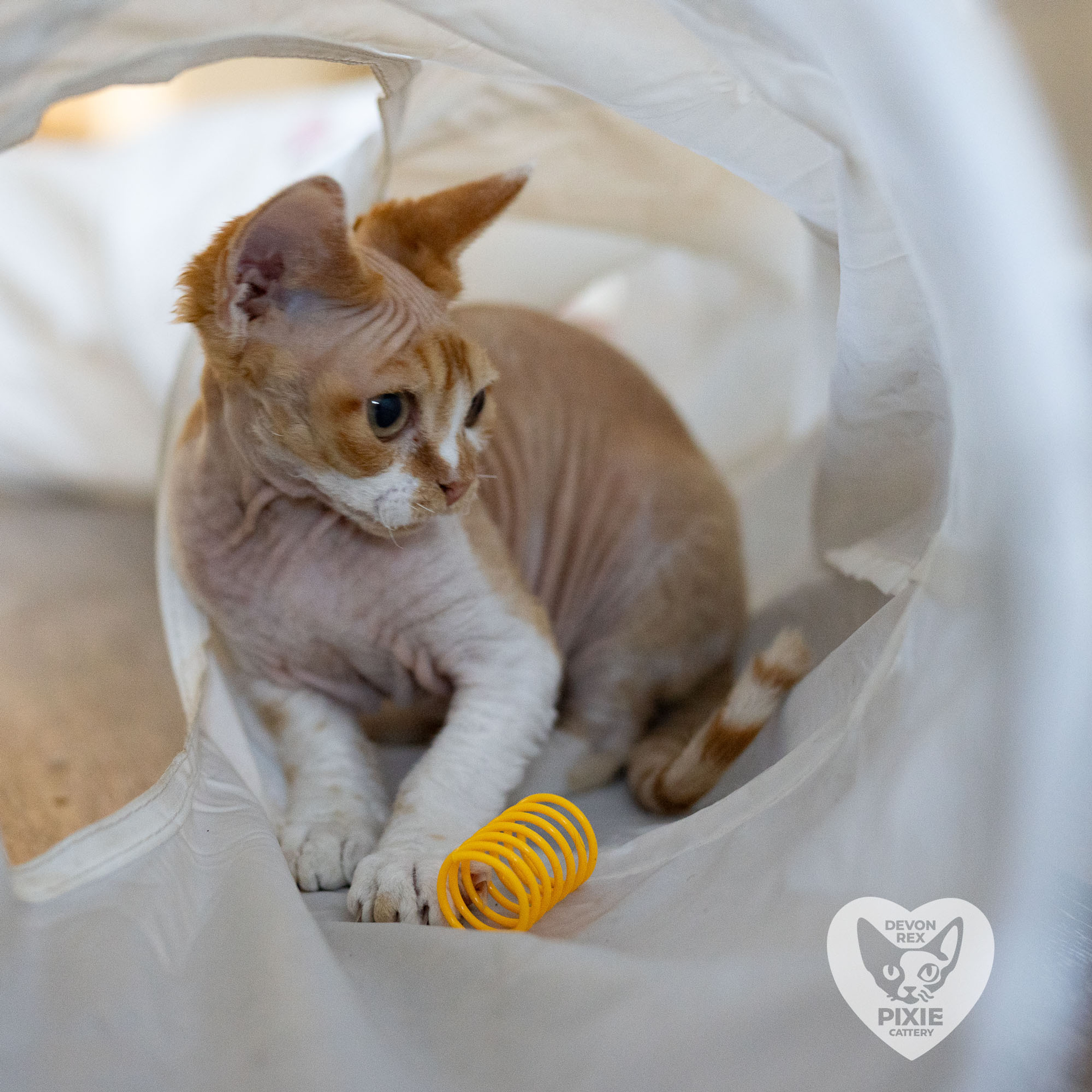 Homer, Boy, born on 02.01.23, SOLD. Devon Rex Pixie Cattery