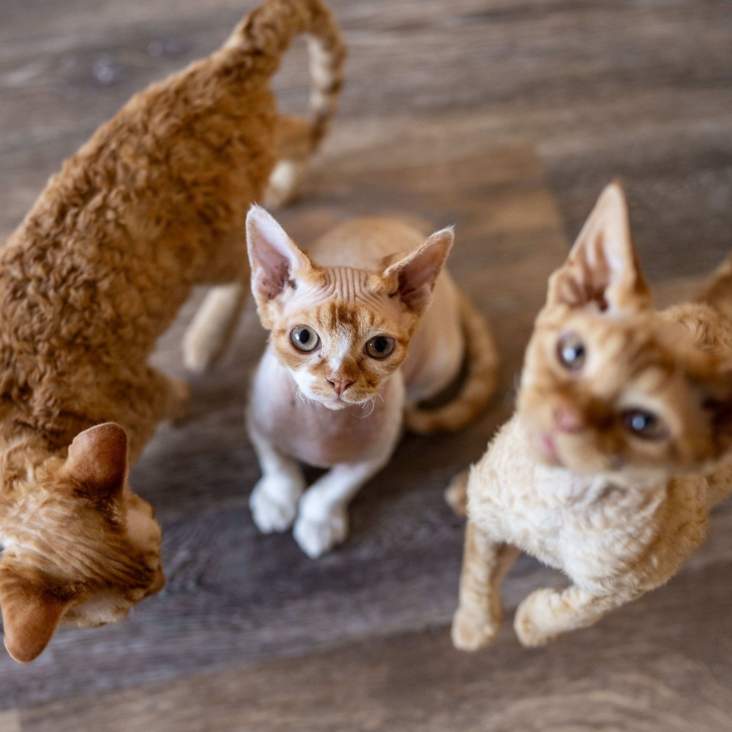 Homer, Boy, born on 02.01.23, SOLD. Devon Rex Pixie Cattery