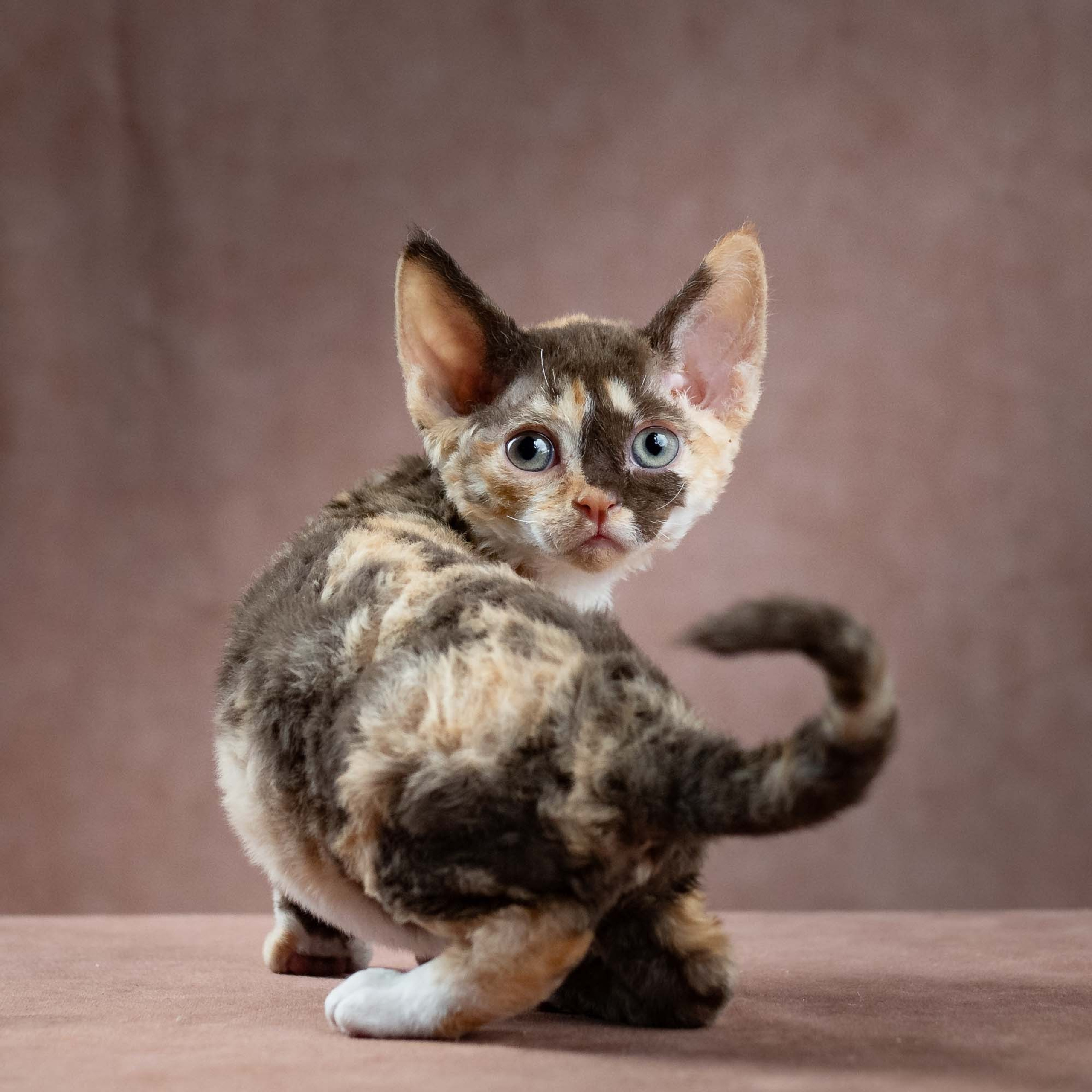 Dottie, girl, born on 06.06.24 NOT AVAILABLE