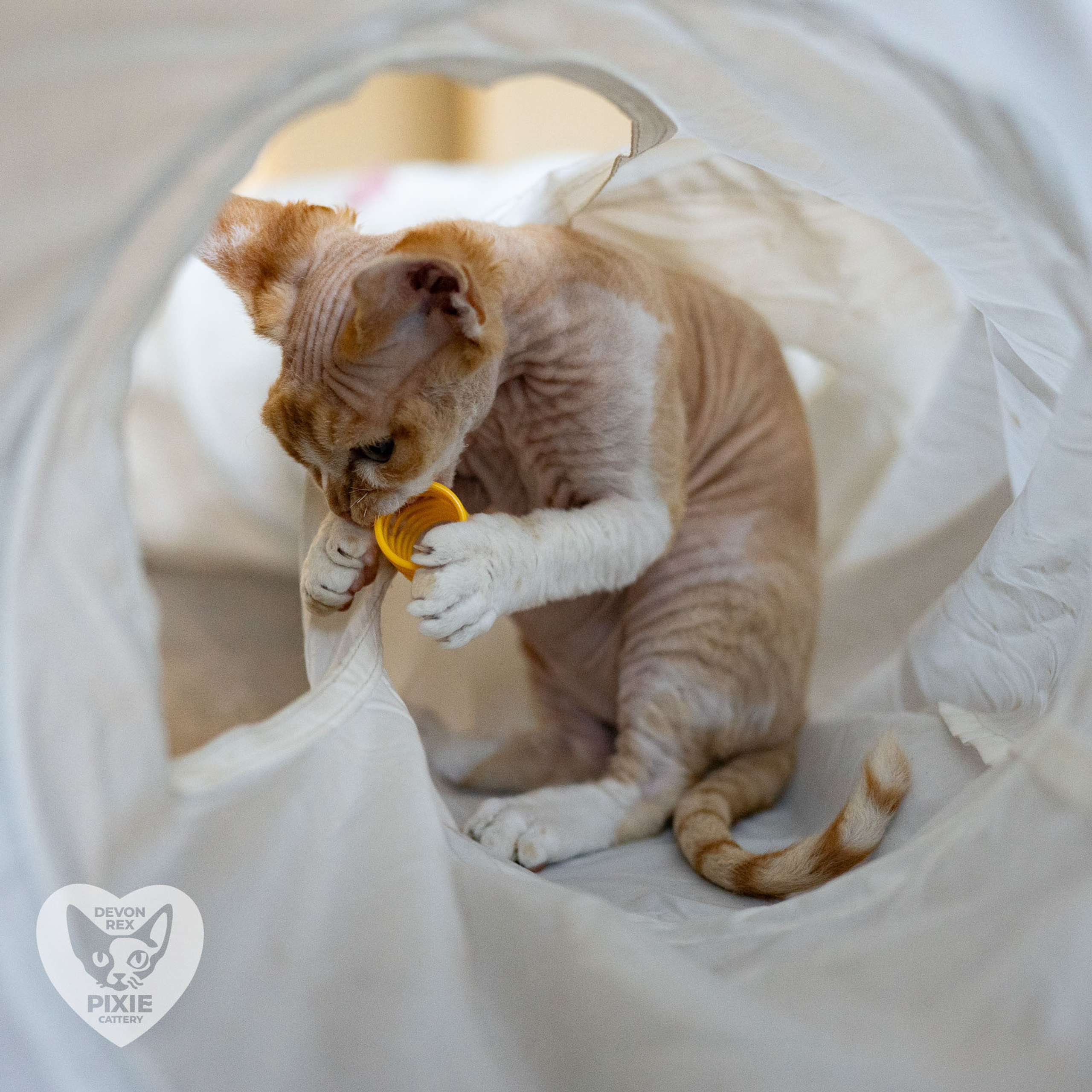 Homer, Boy, born on 02.01.23, SOLD. Devon Rex Pixie Cattery