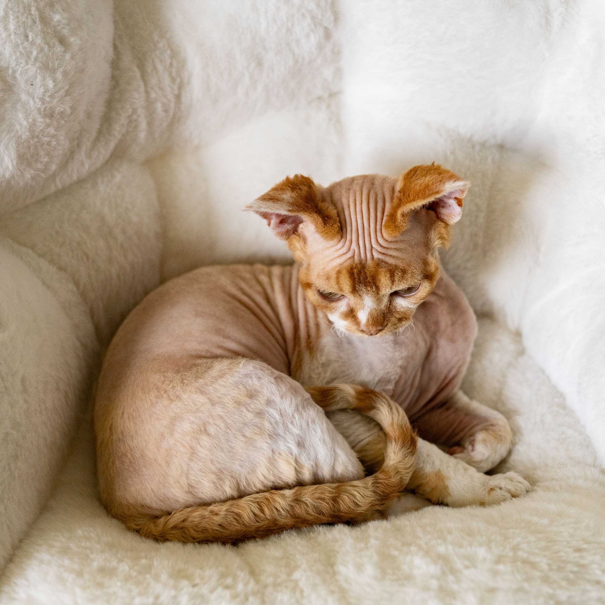Homer, Boy, born on 02.01.23, SOLD. Devon Rex Pixie Cattery
