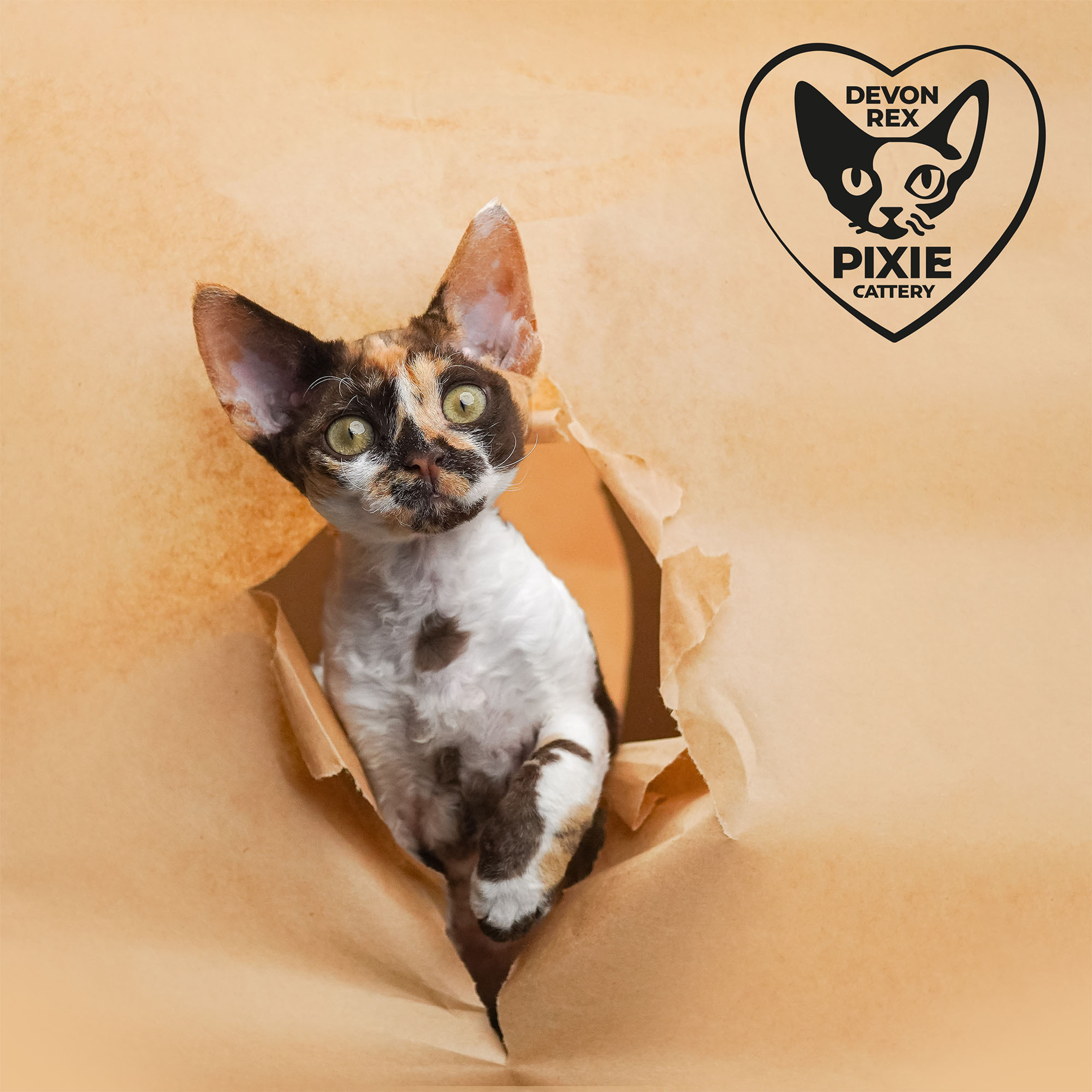 Winkles, Girl, born on 02.01.23, SOLD