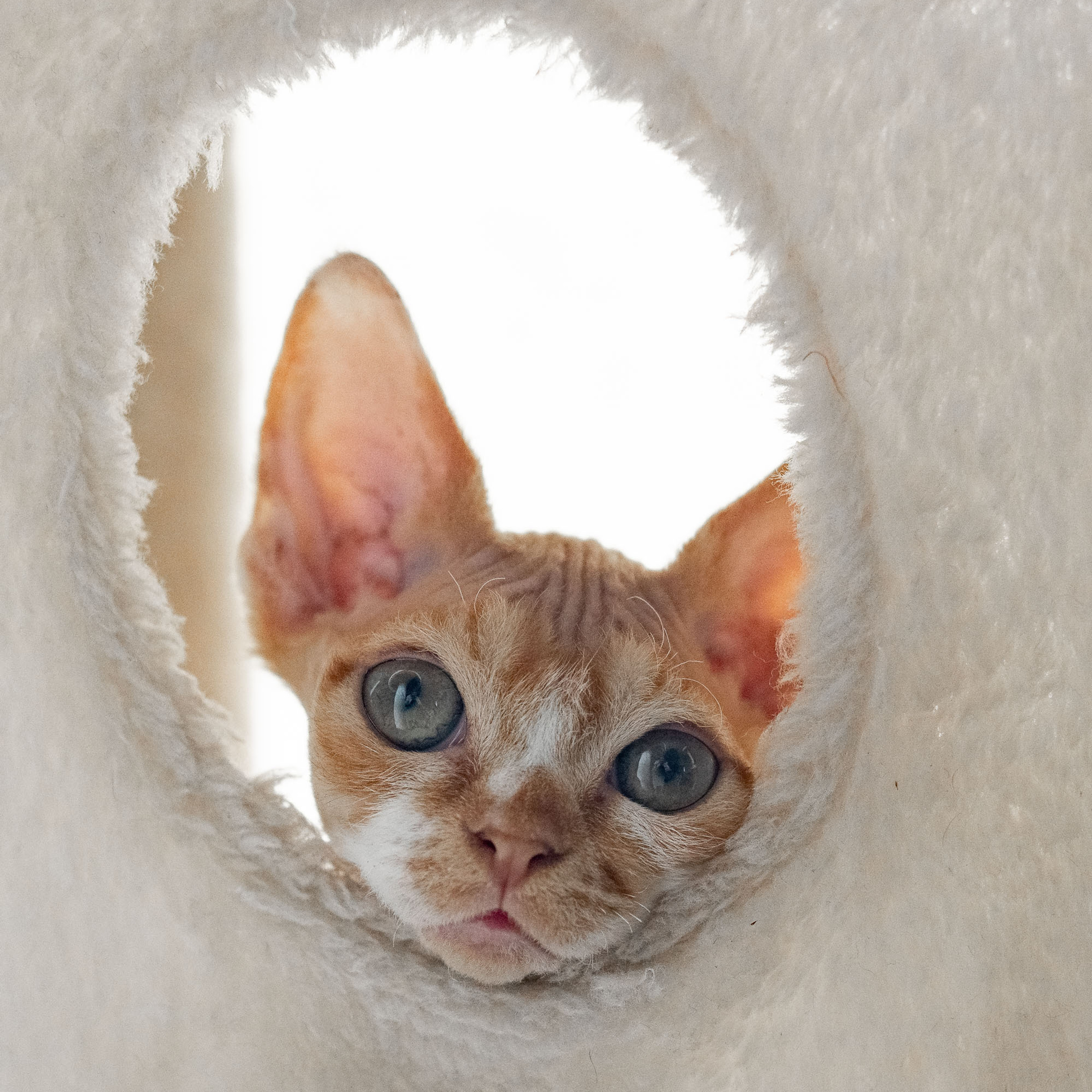 Homer, Boy, born on 02.01.23, SOLD. Devon Rex Pixie Cattery