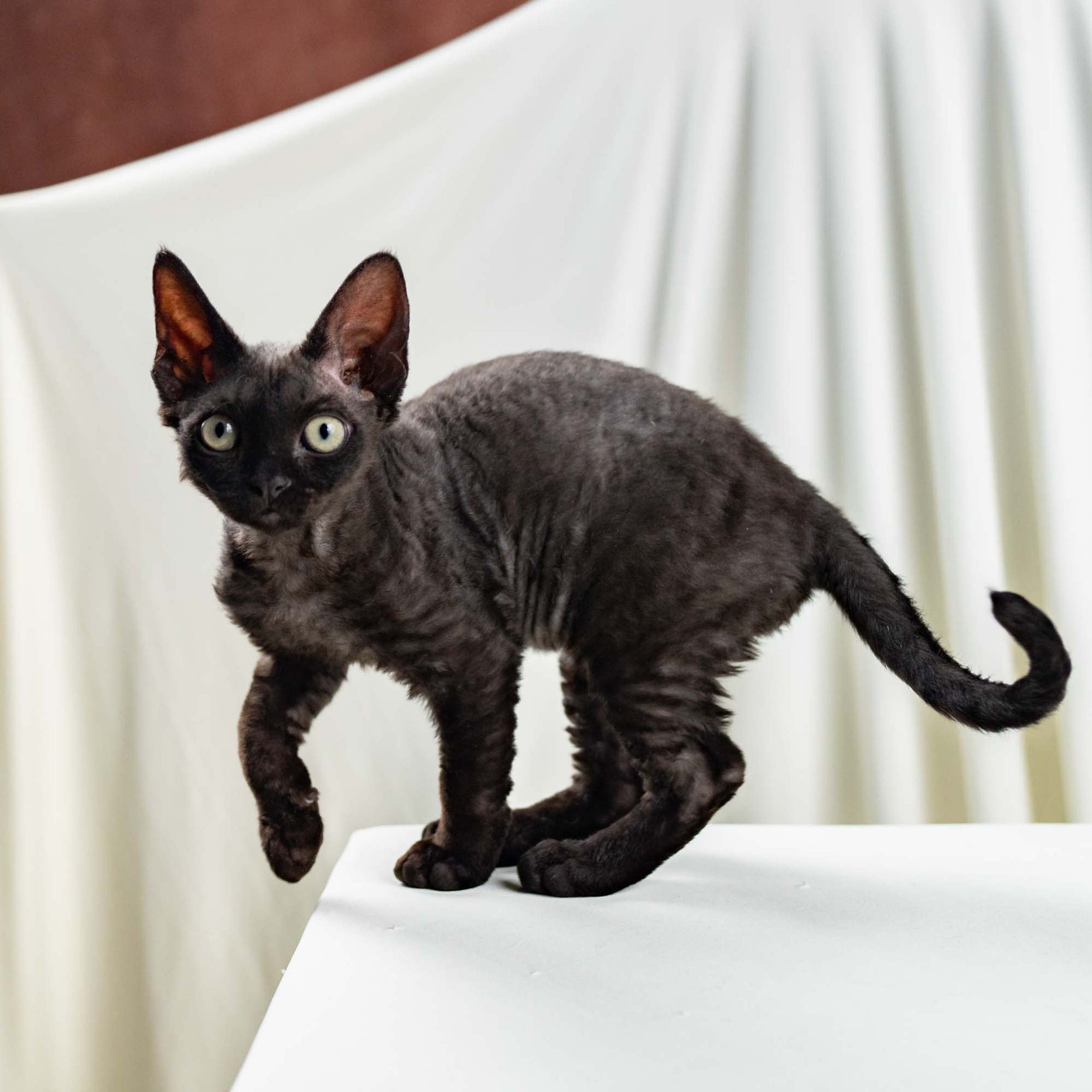 Smoke, boy,  born on  04.11.24, Sold