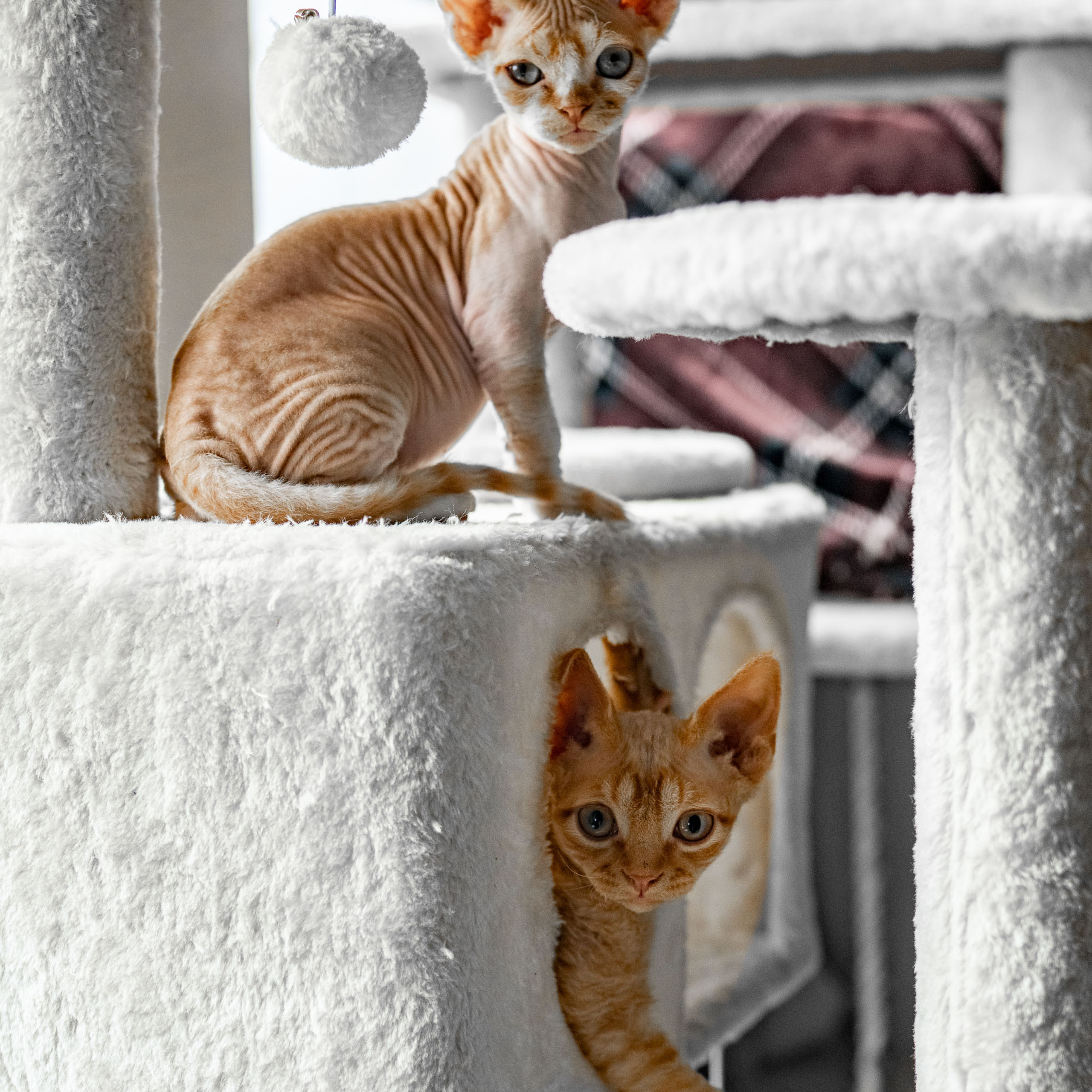 Homer, Boy, born on 02.01.23, SOLD. Devon Rex Pixie Cattery