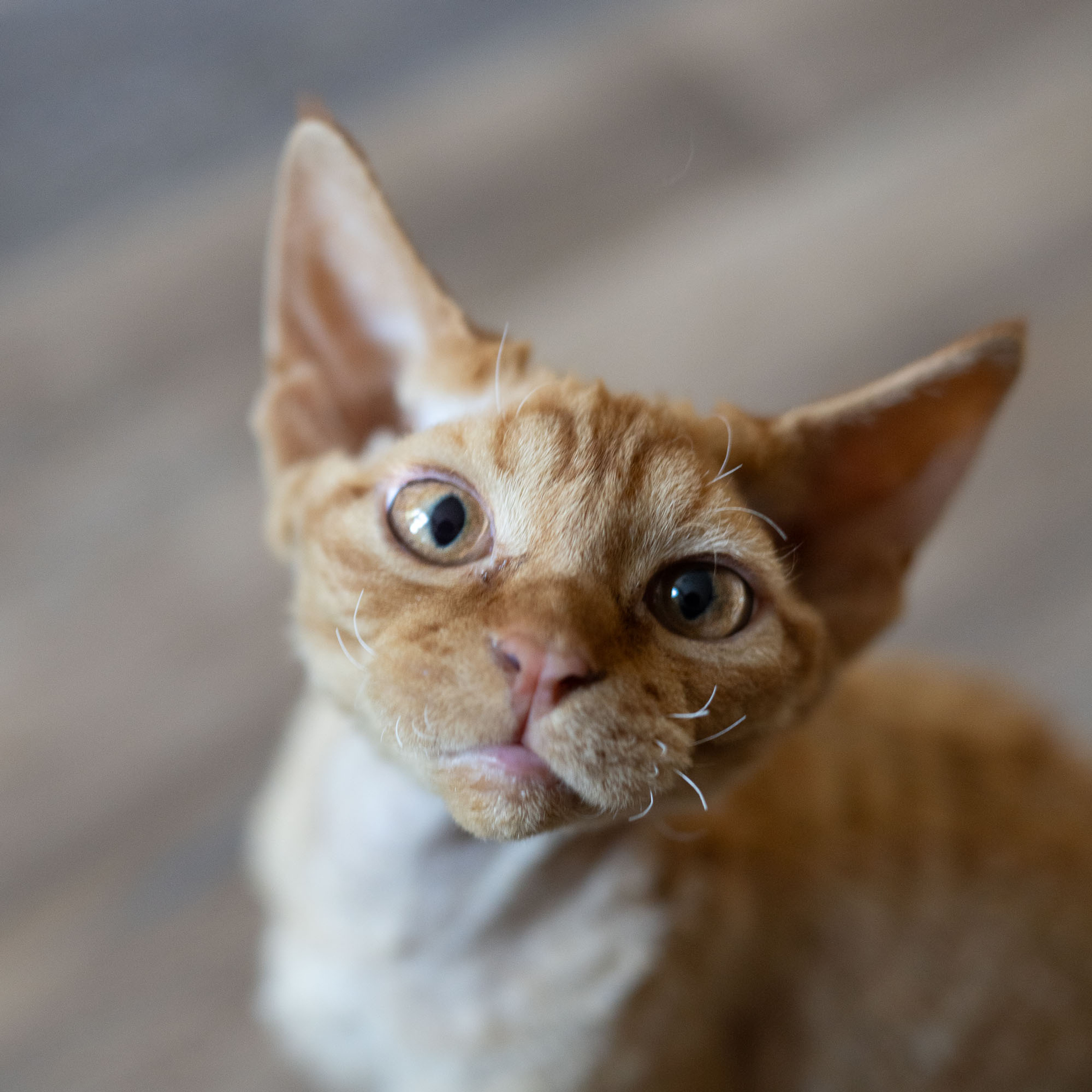Herbert, Boy, born on 02.01.23, SOLD. Devon Rex Pixie Cattery