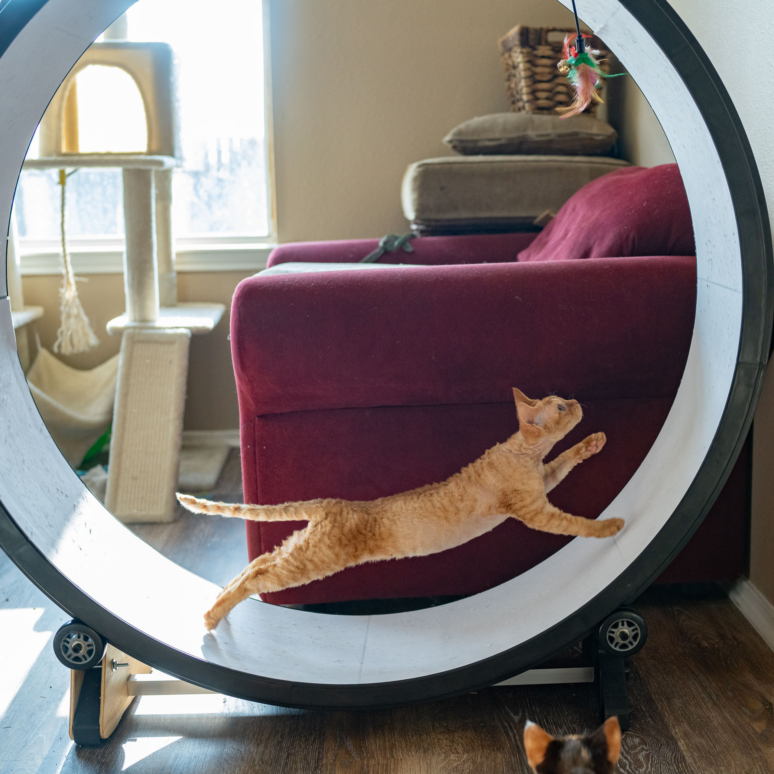 Herbert, Boy, born on 02.01.23, SOLD. Devon Rex Pixie Cattery