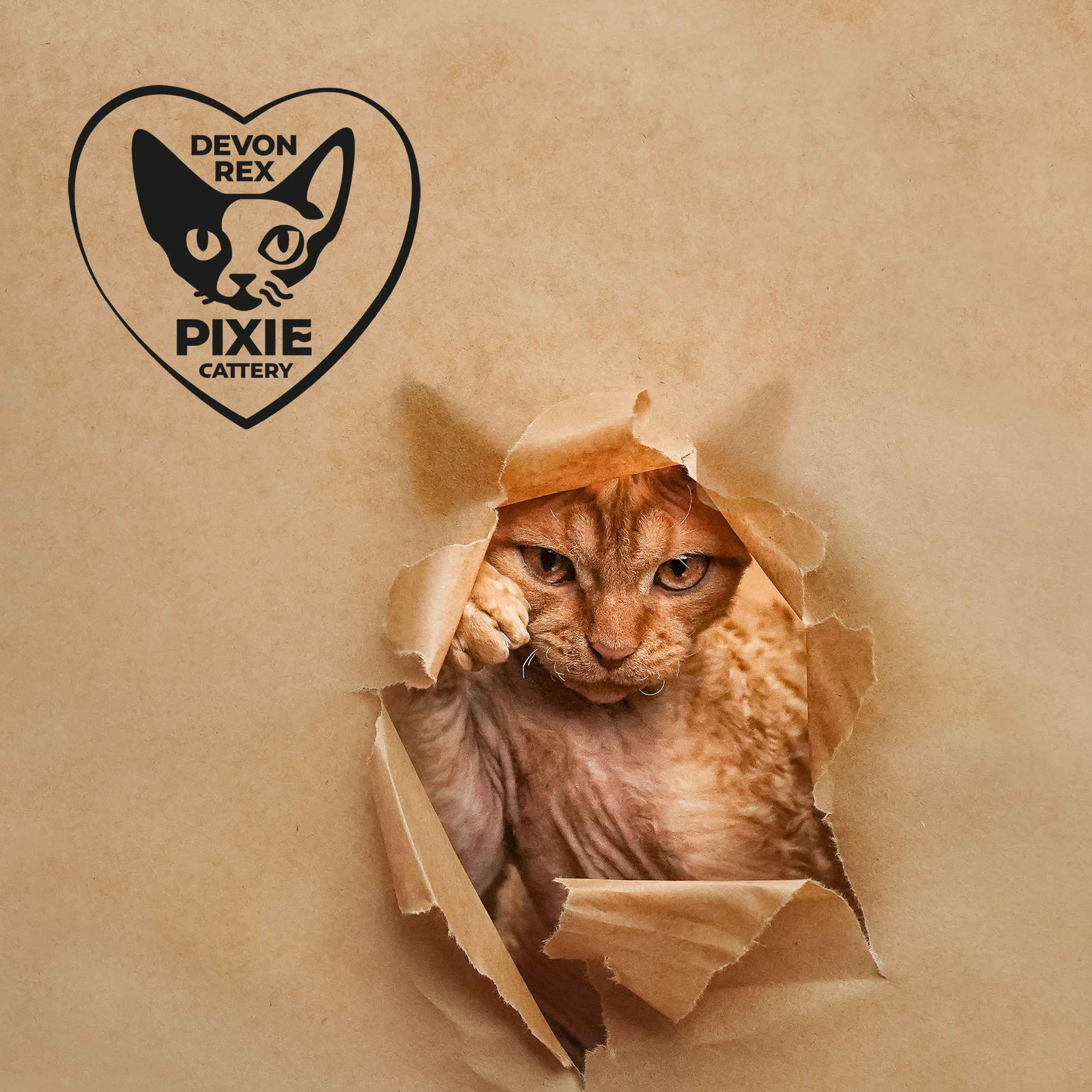 Herbert, Boy, born on 02.01.23, SOLD