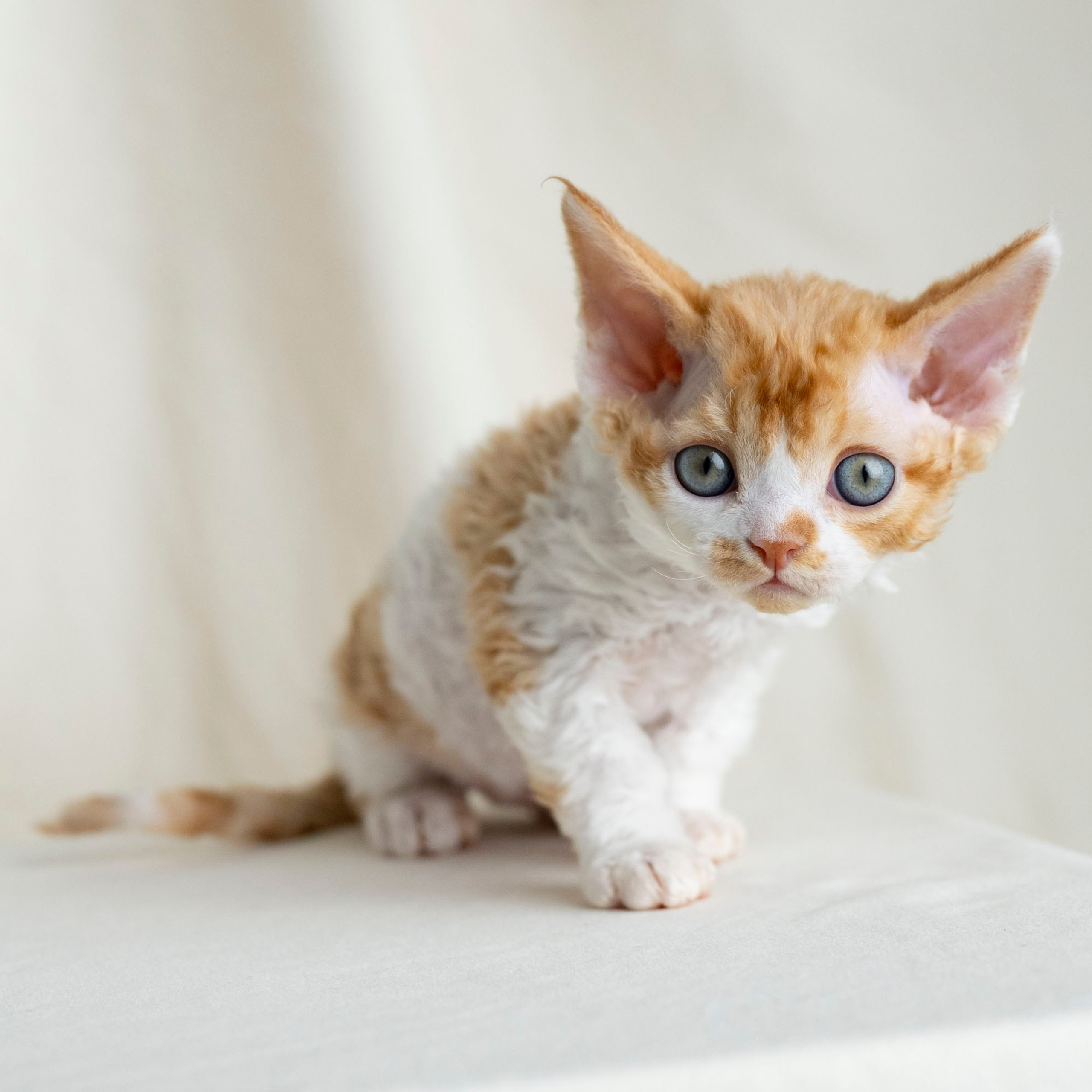 Chester, boy,  born on 11.23.23, SOLD