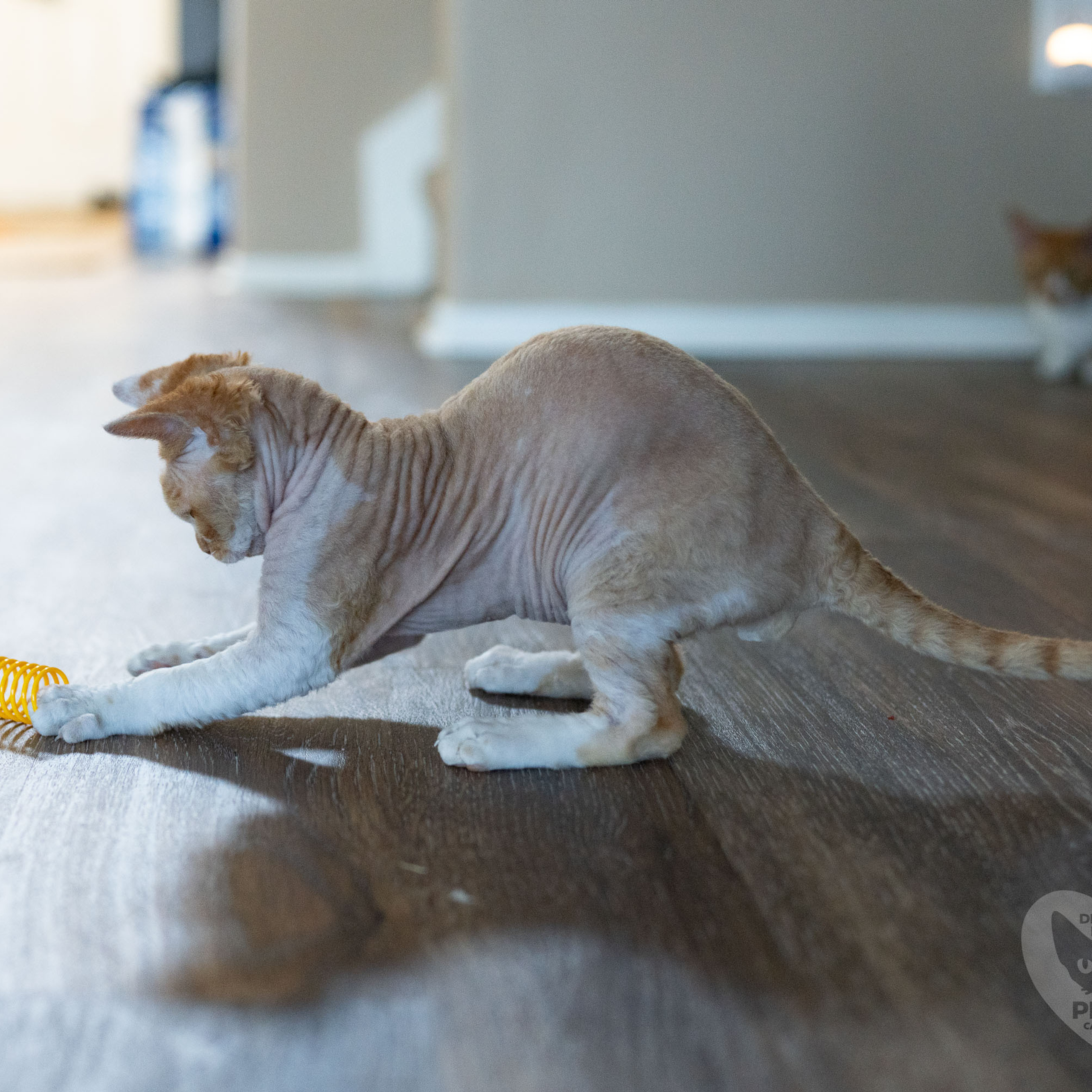 Homer, Boy, born on 02.01.23, SOLD. Devon Rex Pixie Cattery