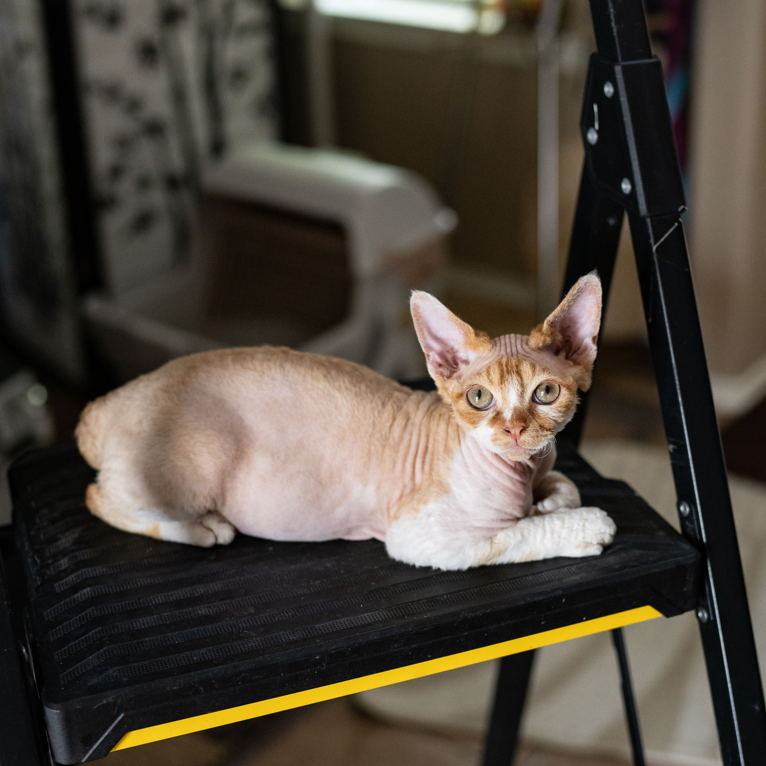 Homer, Boy, born on 02.01.23, SOLD. Devon Rex Pixie Cattery