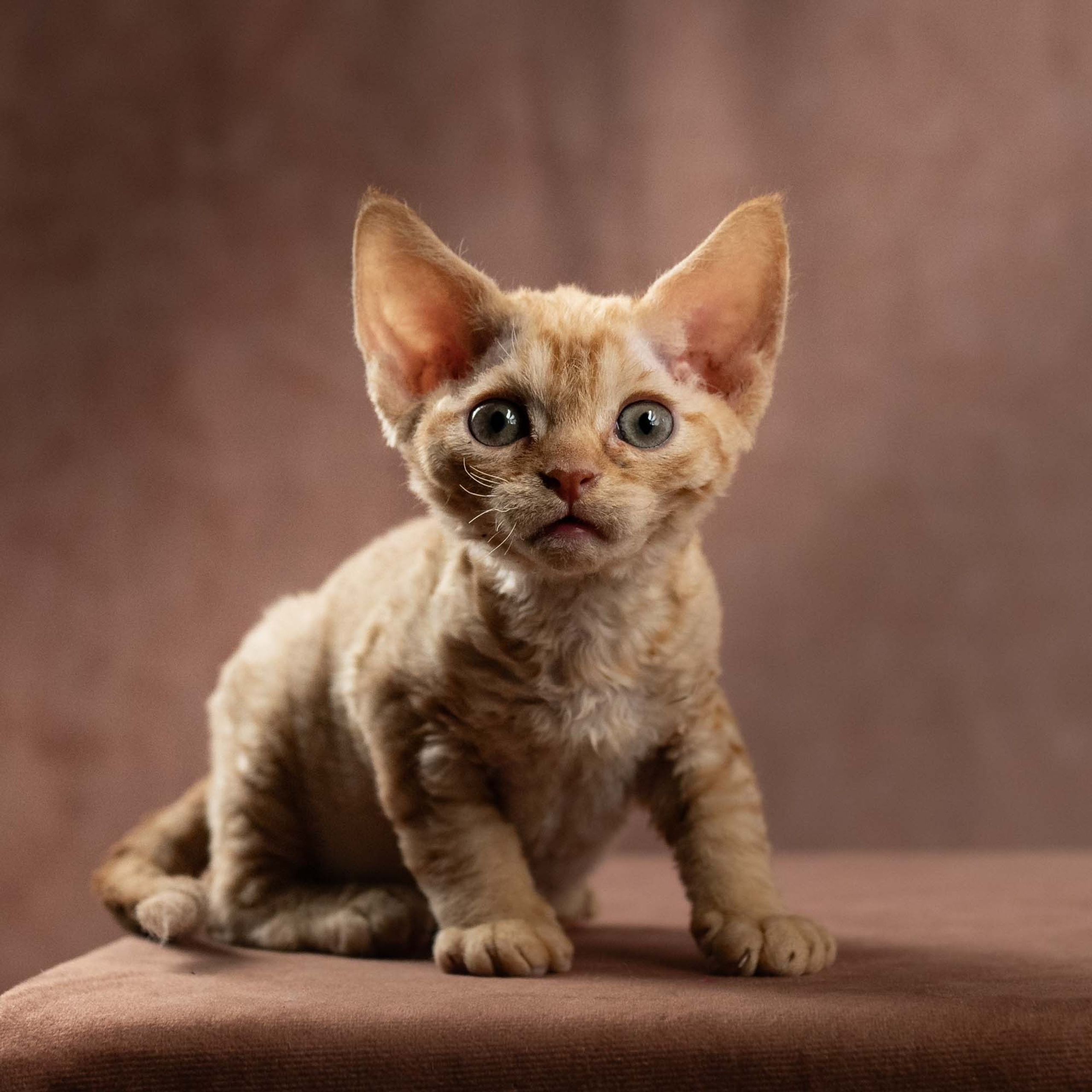 Dorito, boy, born on 06.06.24 SOLD