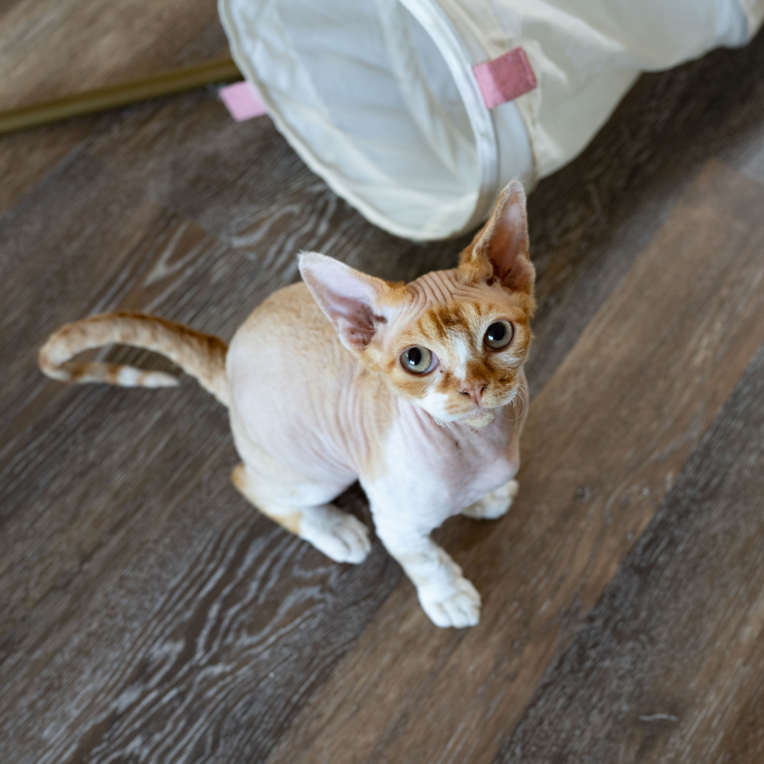 Homer, Boy, born on 02.01.23, SOLD. Devon Rex Pixie Cattery