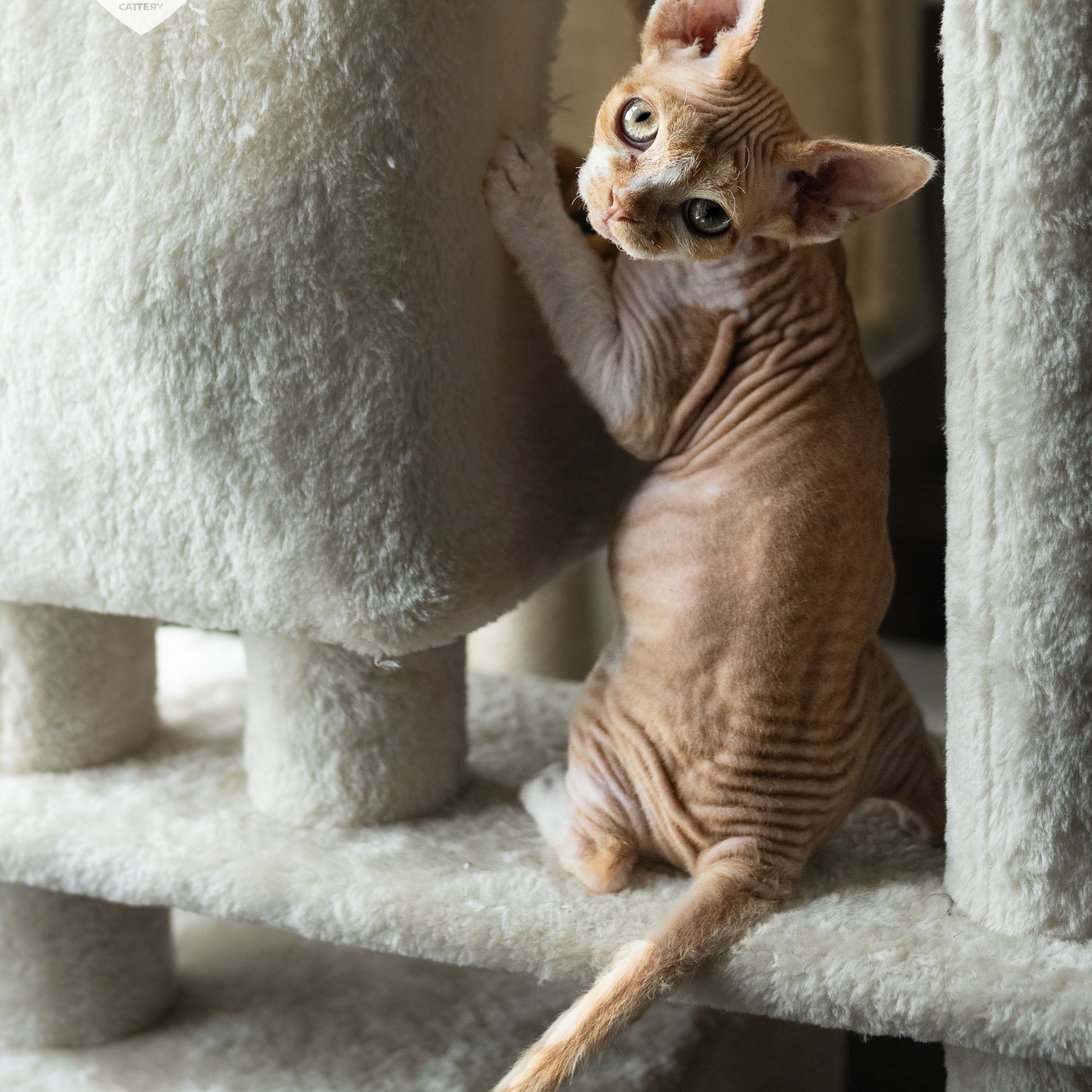 Homer, Boy, born on 02.01.23, SOLD. Devon Rex Pixie Cattery