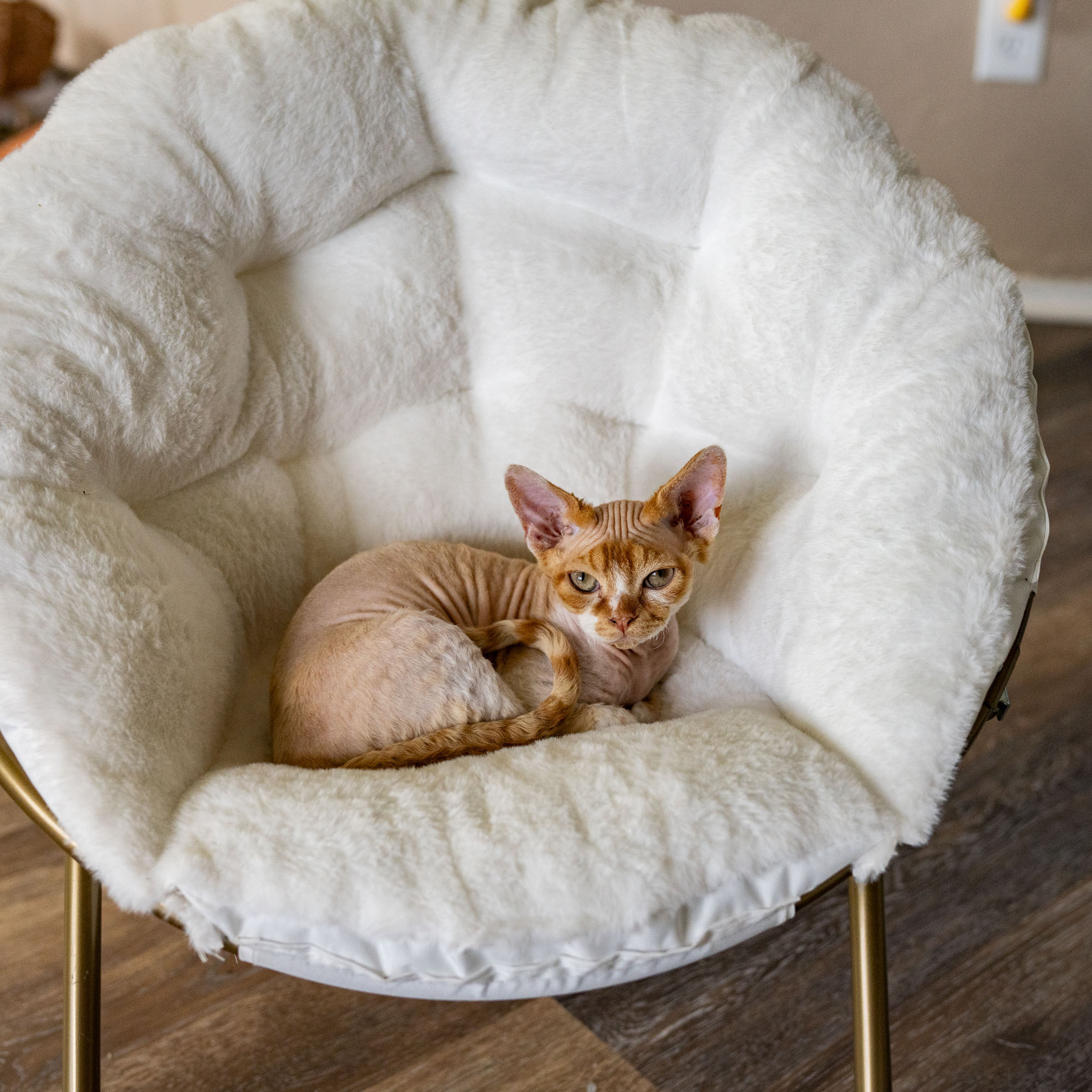 Homer, Boy, born on 02.01.23, SOLD. Devon Rex Pixie Cattery