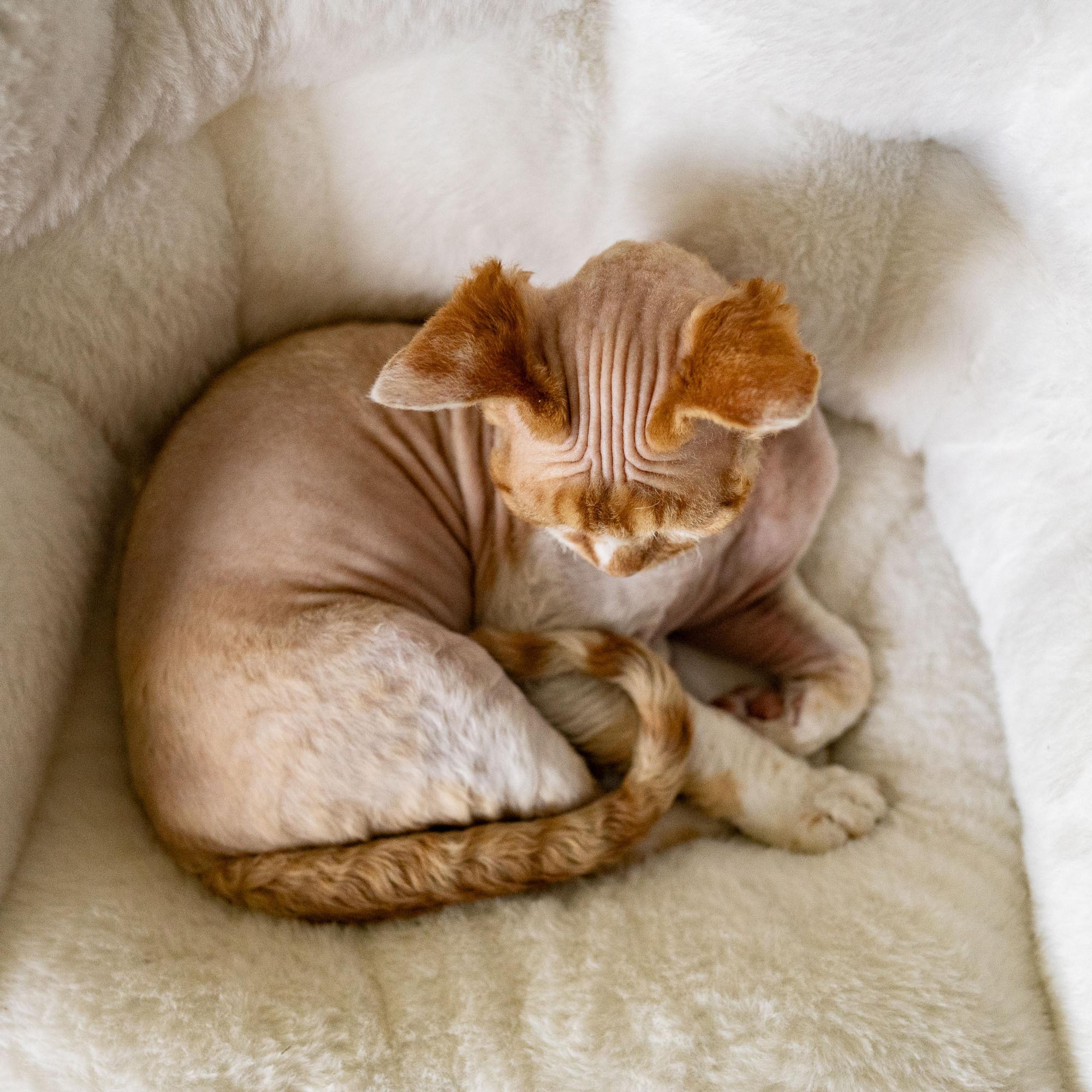 Homer, Boy, born on 02.01.23, SOLD. Devon Rex Pixie Cattery