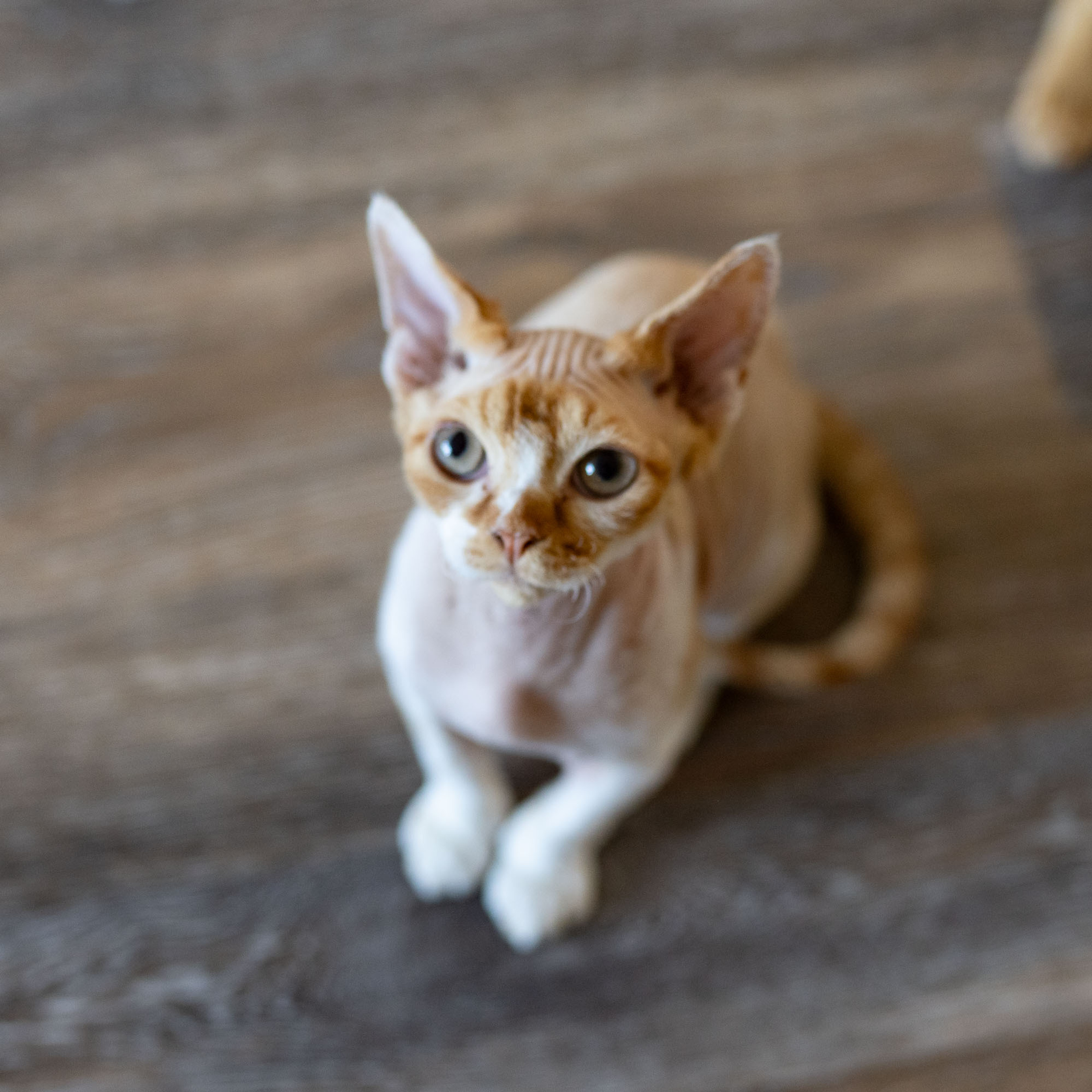 Homer, Boy, born on 02.01.23, SOLD. Devon Rex Pixie Cattery