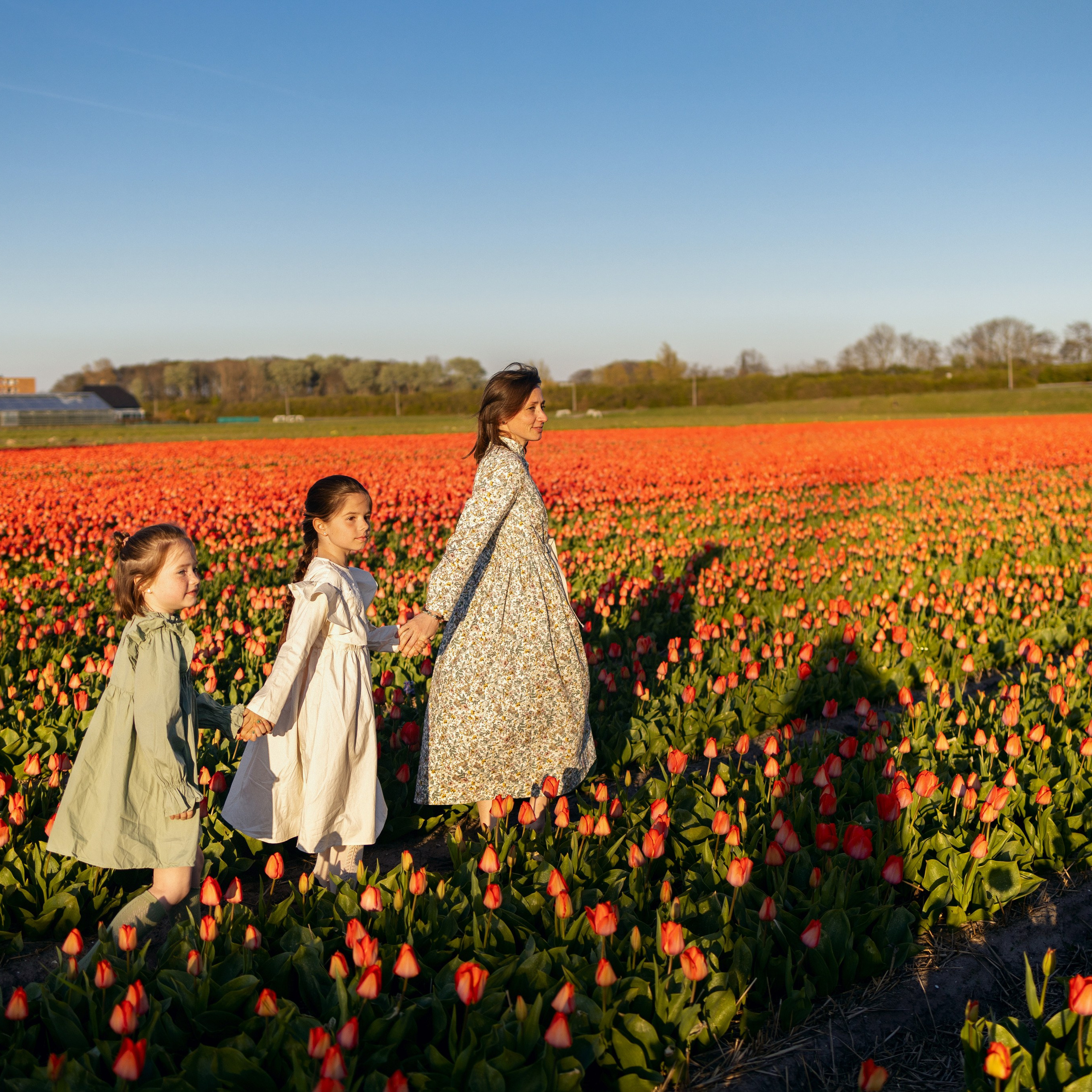Tulip field Netherlands