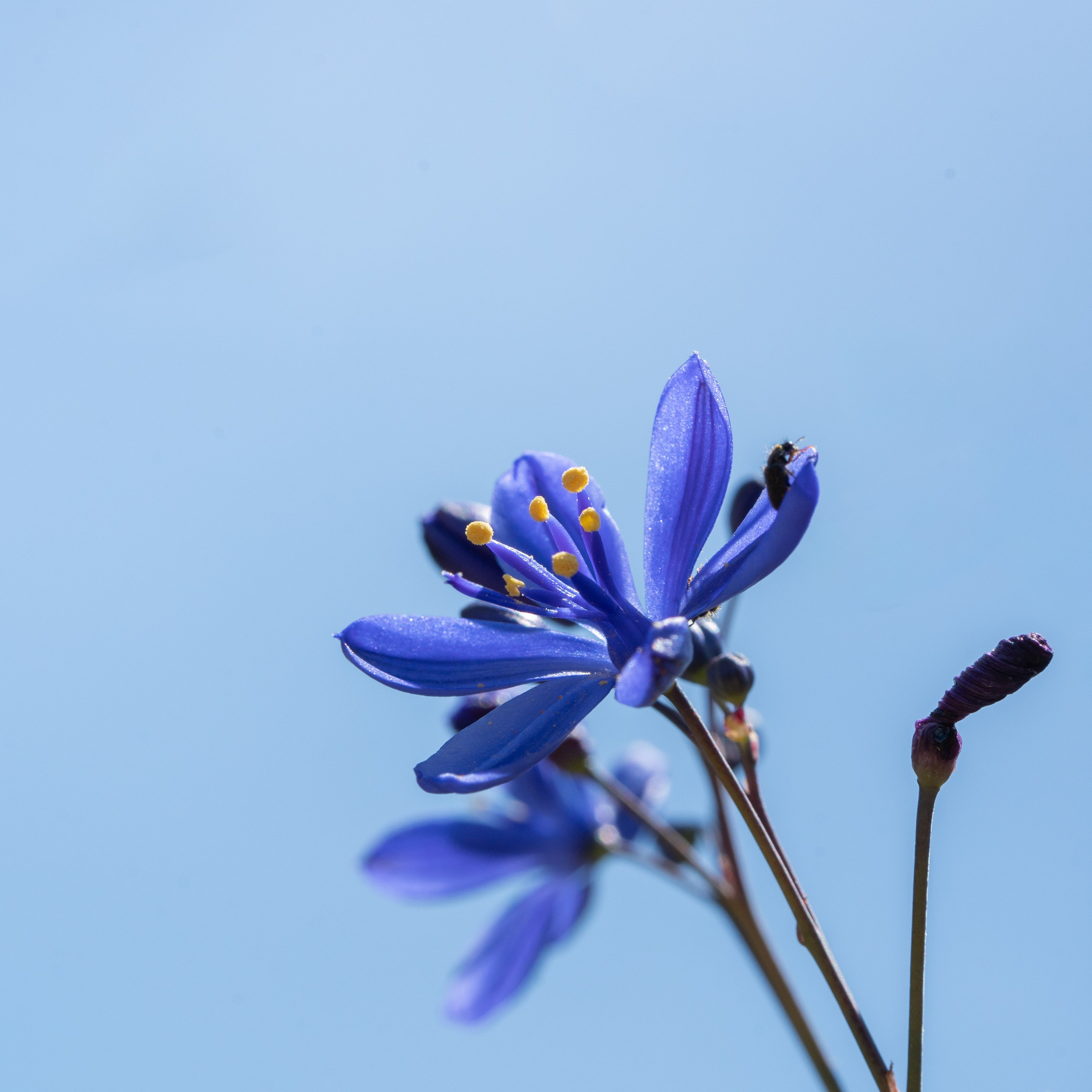 Flora