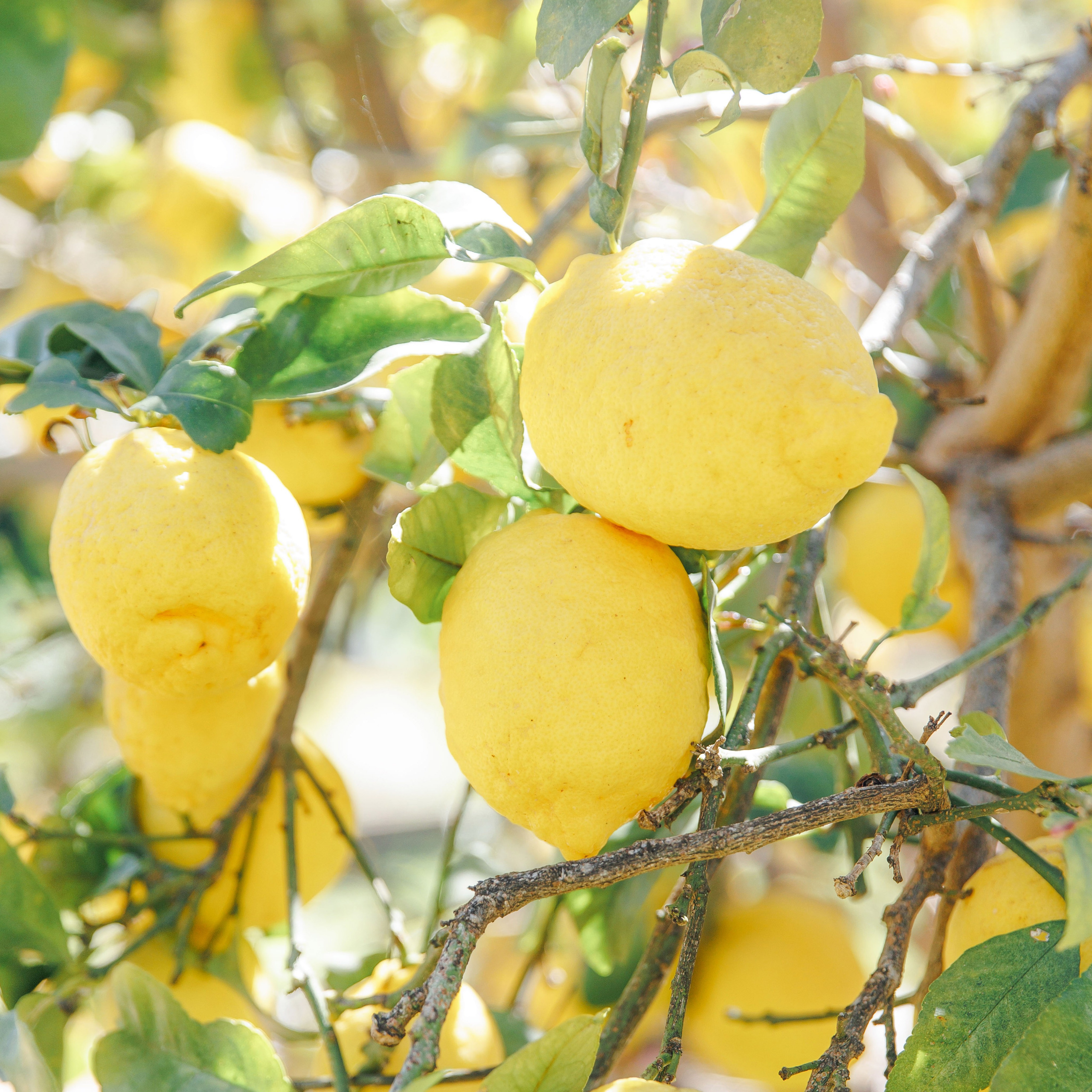Lemon trees at the wedding venue in Spain