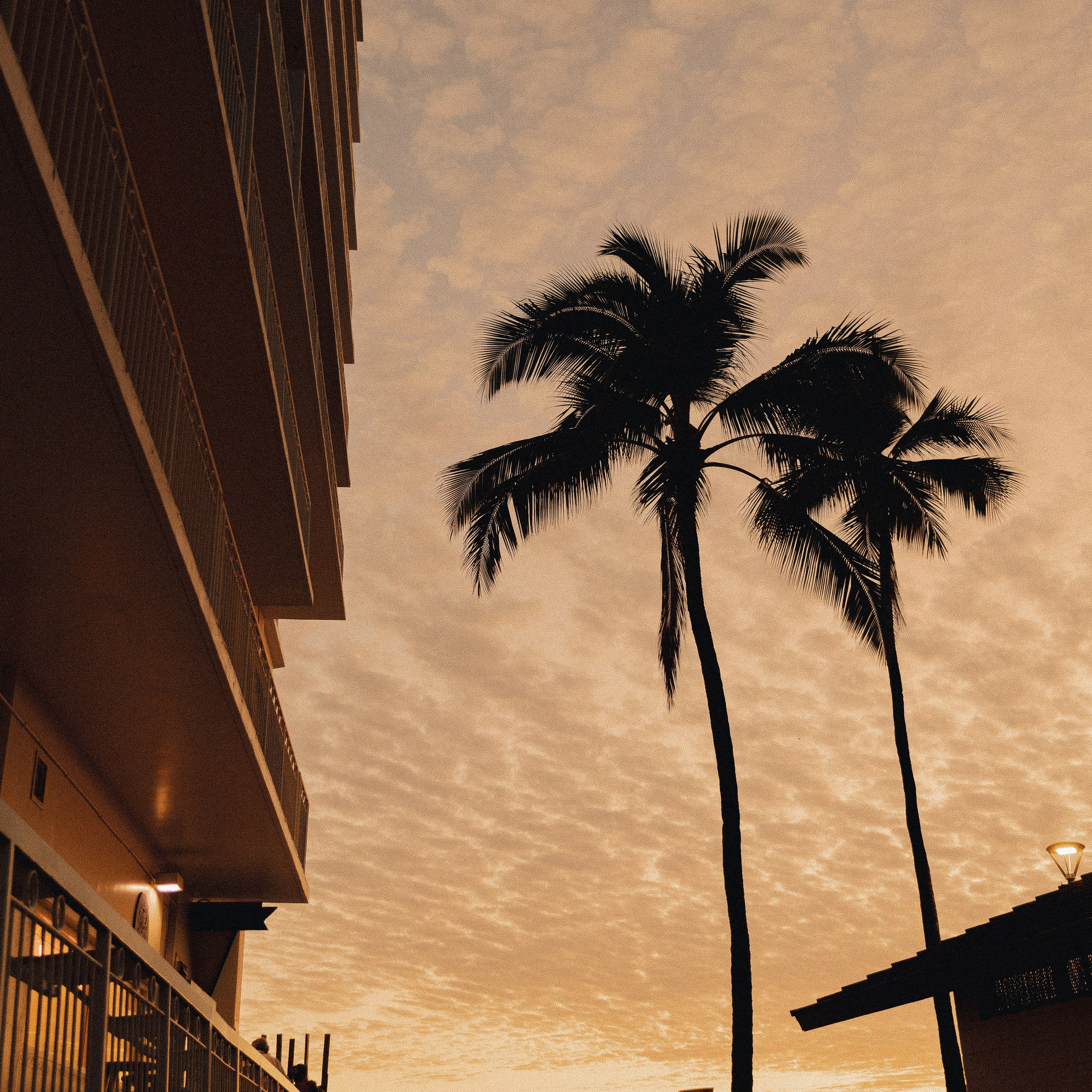 Waikiki sunset with palm trees and a silhouette of beachgoers