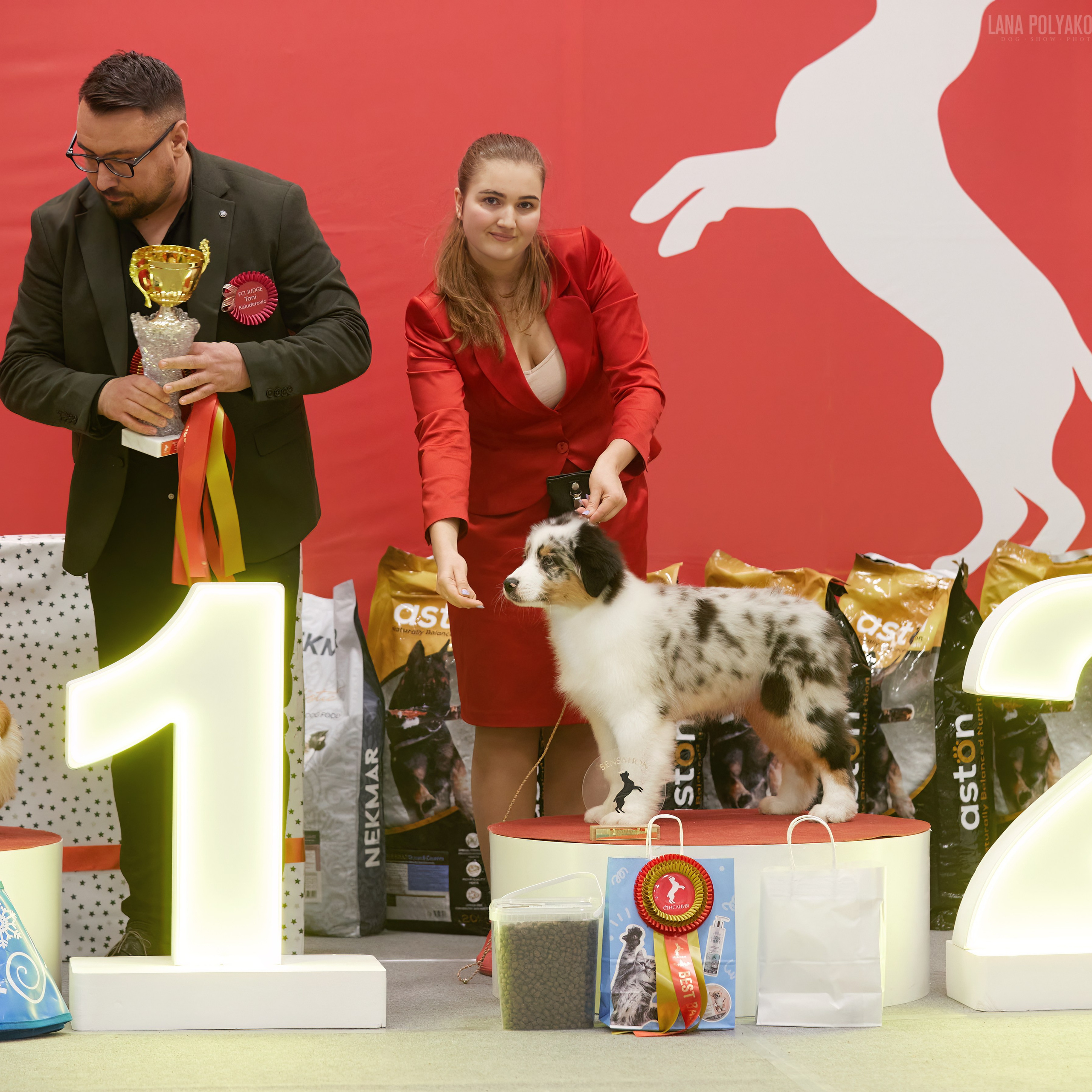 10-11.02.2024 ВЫСТАВКА СОБАК ВСЕХ ПОРОД (САС, ЧФ). Кинологический клуб РКФ РФСС СЕНСАЦИЯ