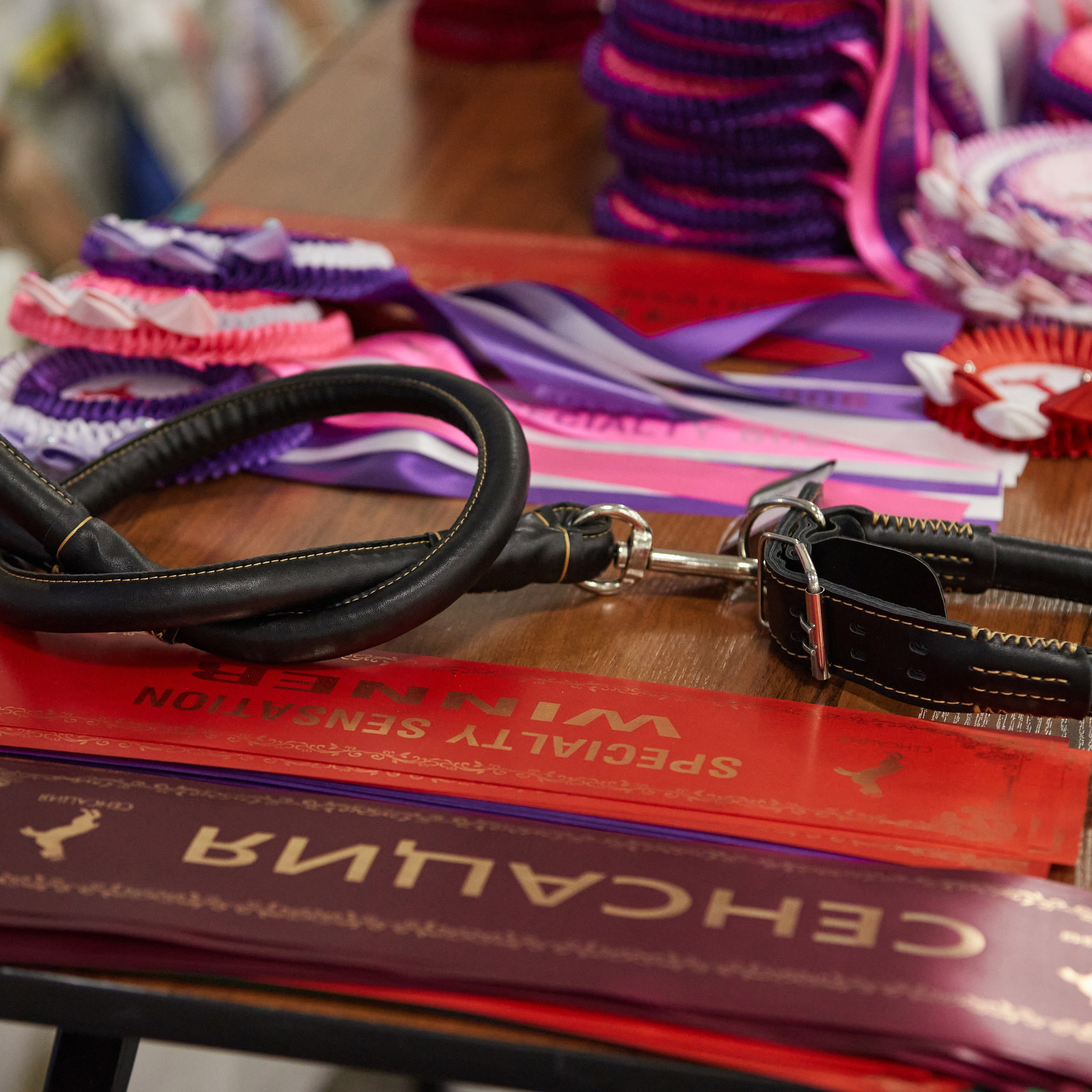 10-11.02.2024 ВЫСТАВКА СОБАК ВСЕХ ПОРОД (САС, ЧФ). Кинологический клуб РКФ РФСС СЕНСАЦИЯ