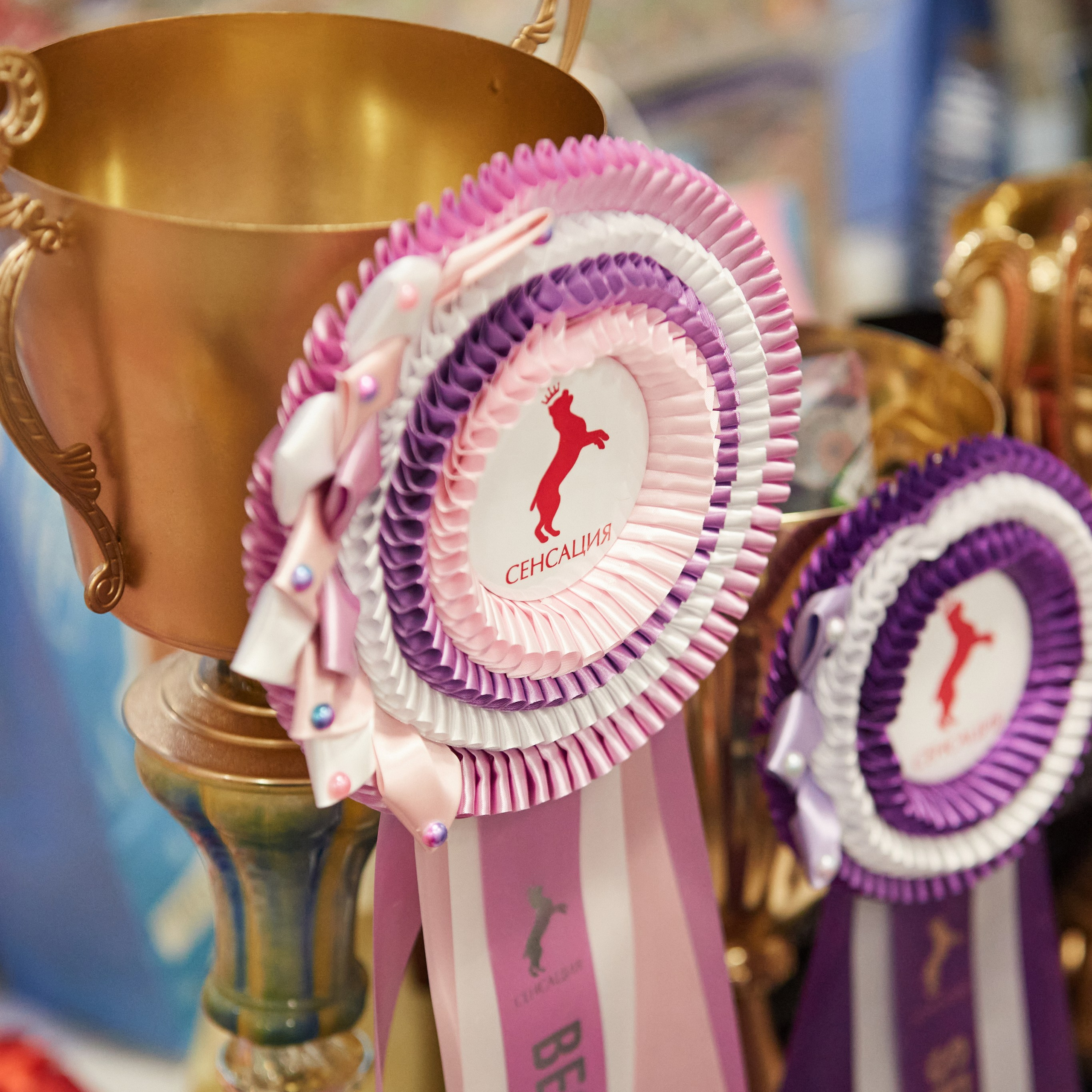 10-11.02.2024 ВЫСТАВКА СОБАК ВСЕХ ПОРОД (САС, ЧФ). Кинологический клуб РКФ РФСС СЕНСАЦИЯ