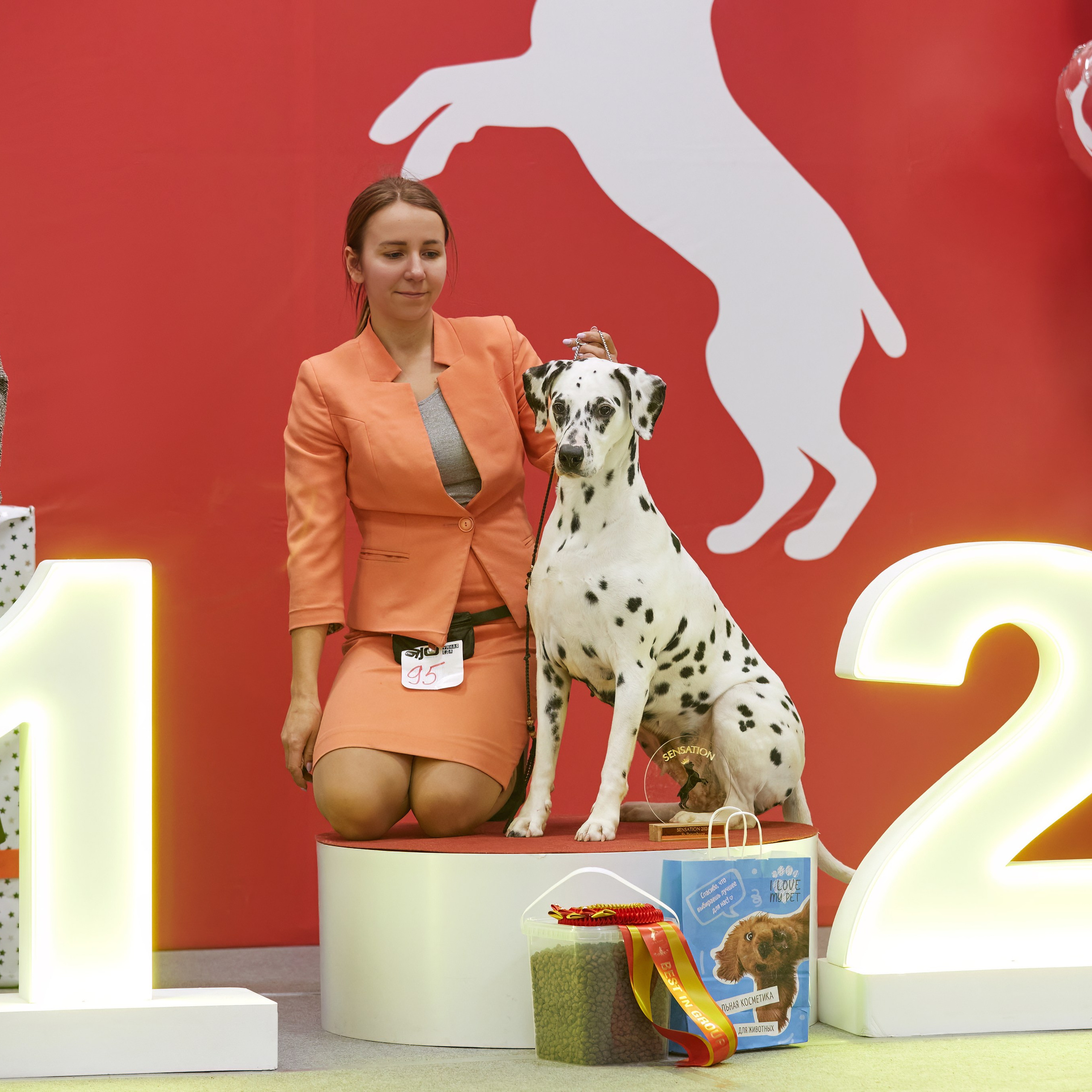 10-11.02.2024 ВЫСТАВКА СОБАК ВСЕХ ПОРОД (САС, ЧФ). Кинологический клуб РКФ РФСС СЕНСАЦИЯ