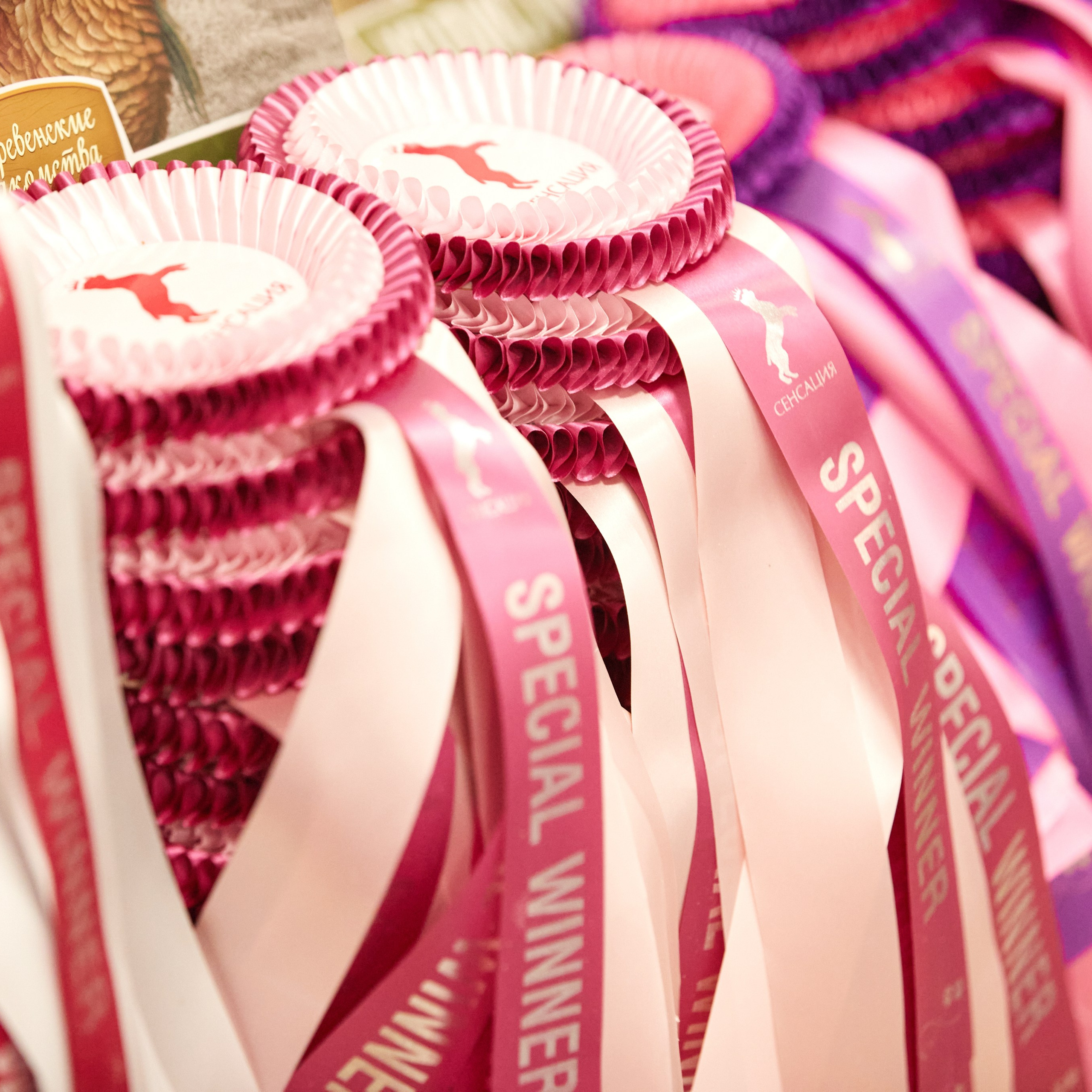 10-11.02.2024 ВЫСТАВКА СОБАК ВСЕХ ПОРОД (САС, ЧФ). Кинологический клуб РКФ РФСС СЕНСАЦИЯ